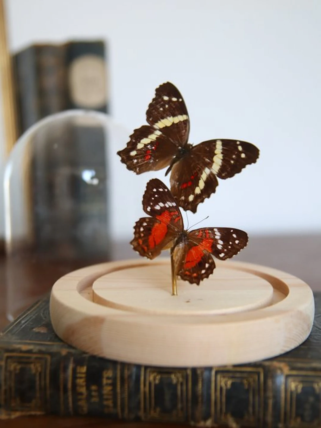 Butterfly Taxidermy full body mount - Anartia Fatima et...
