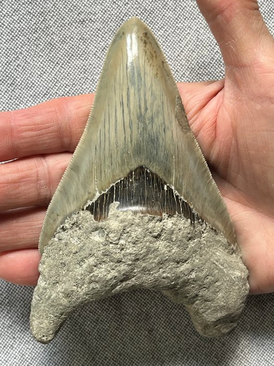 Huge Megalodon tooth 13,2 cm - Fossil tooth...