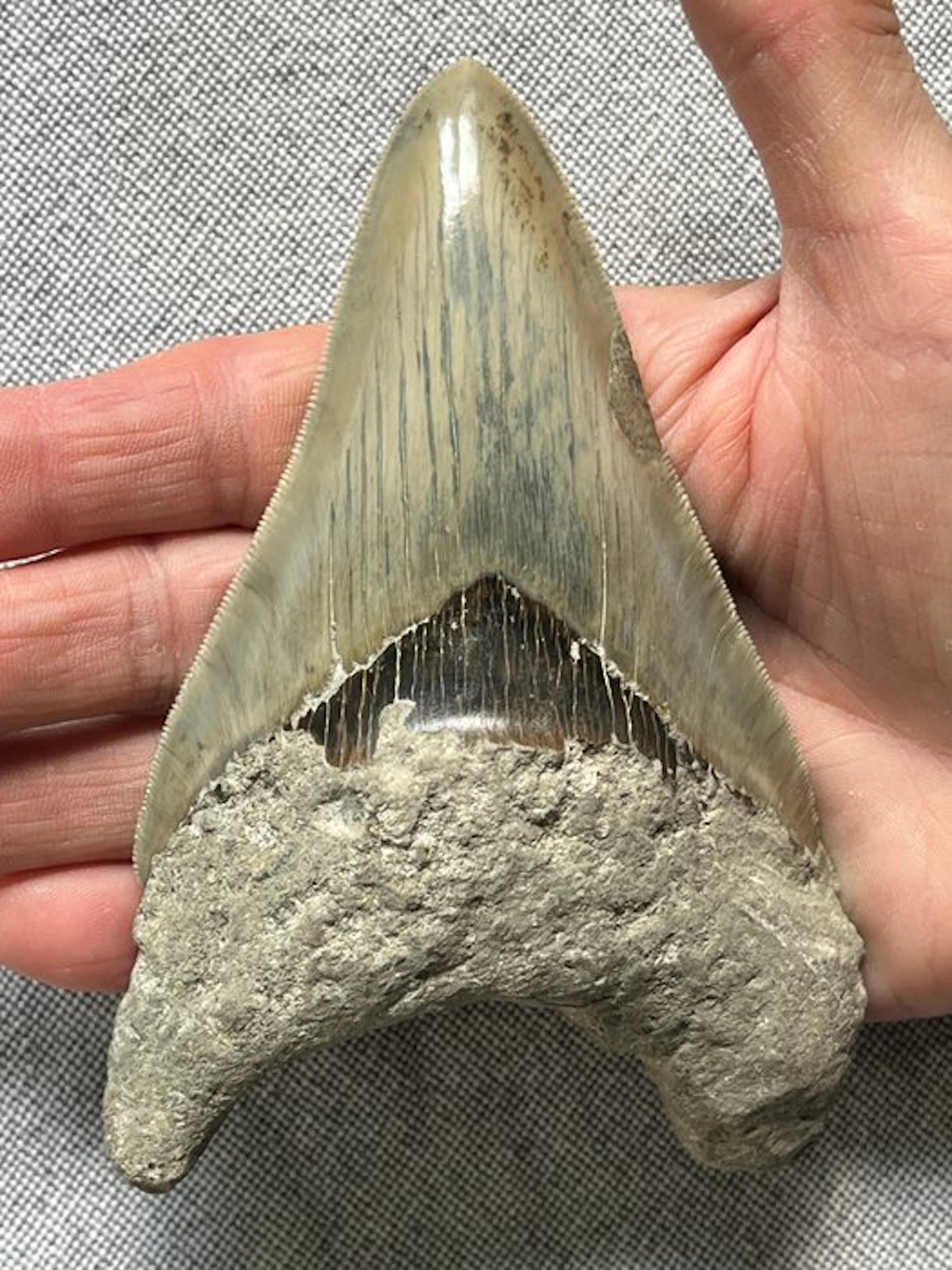 Huge Megalodon tooth 13,2 cm - Fossil tooth...