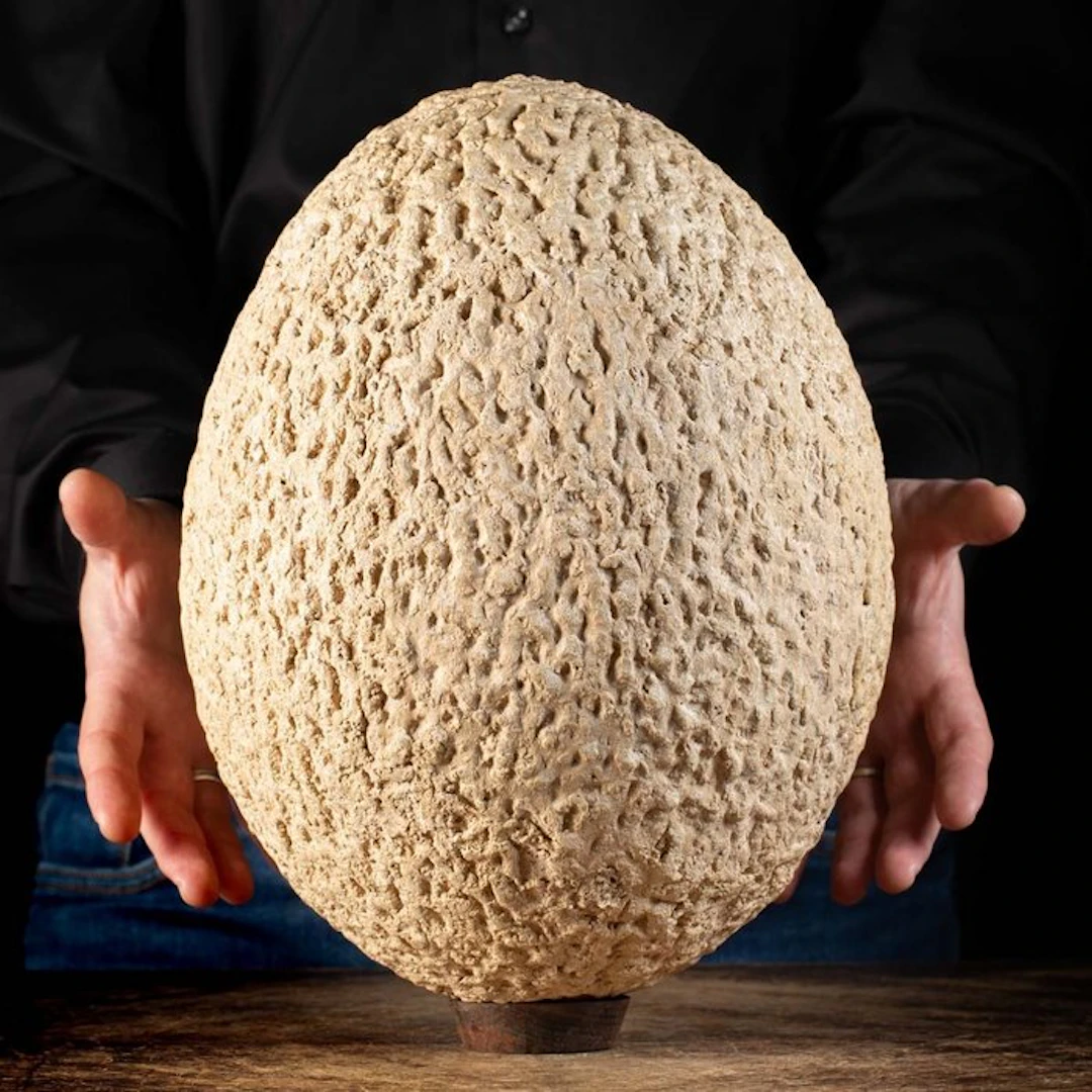 Elephant Bird Egg - Incredible Museum Specimen - Egg...