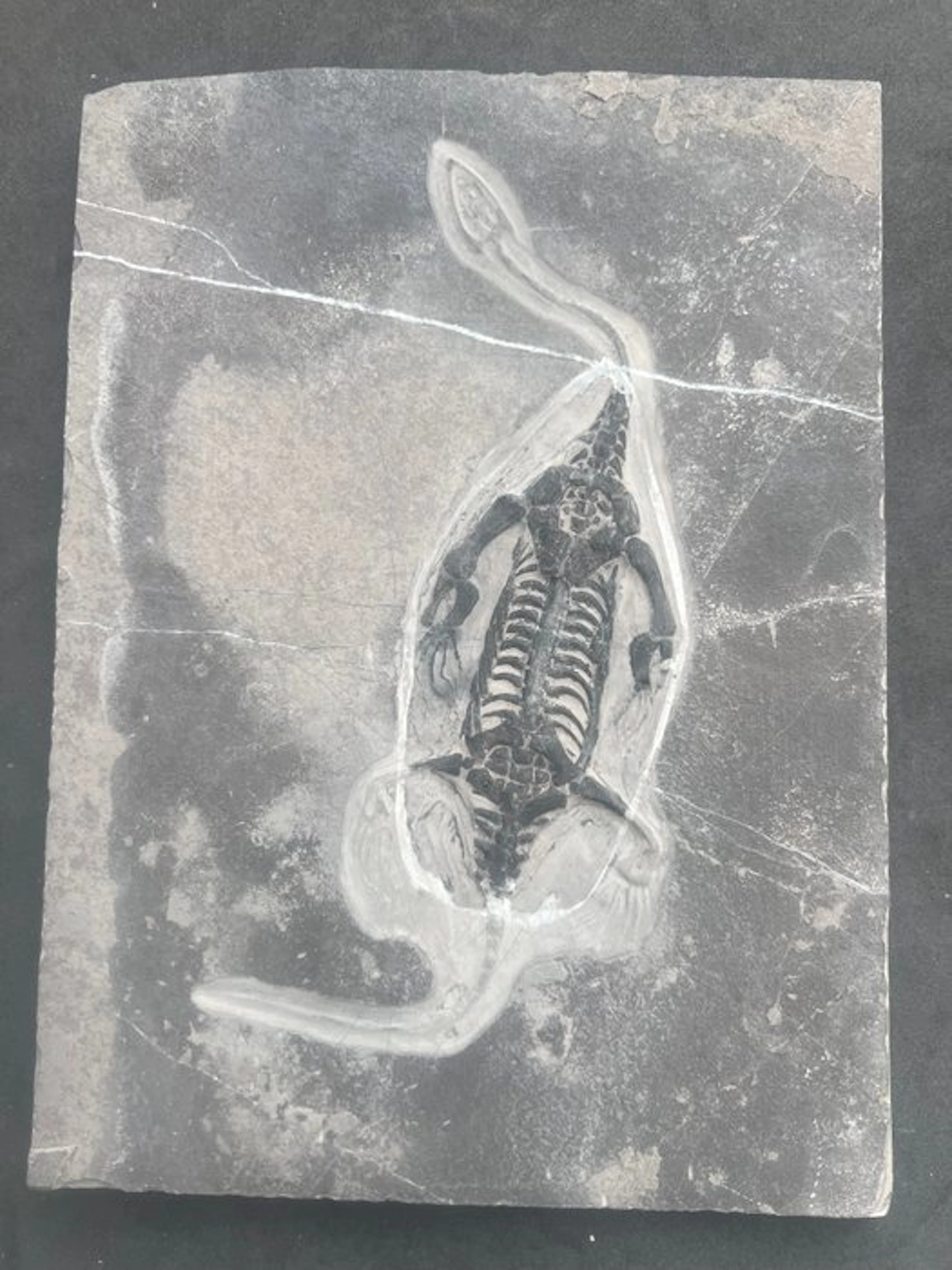 REPLICA - Fossilised animal - Keichousaurus - 25.9 cm - 19 cm (No