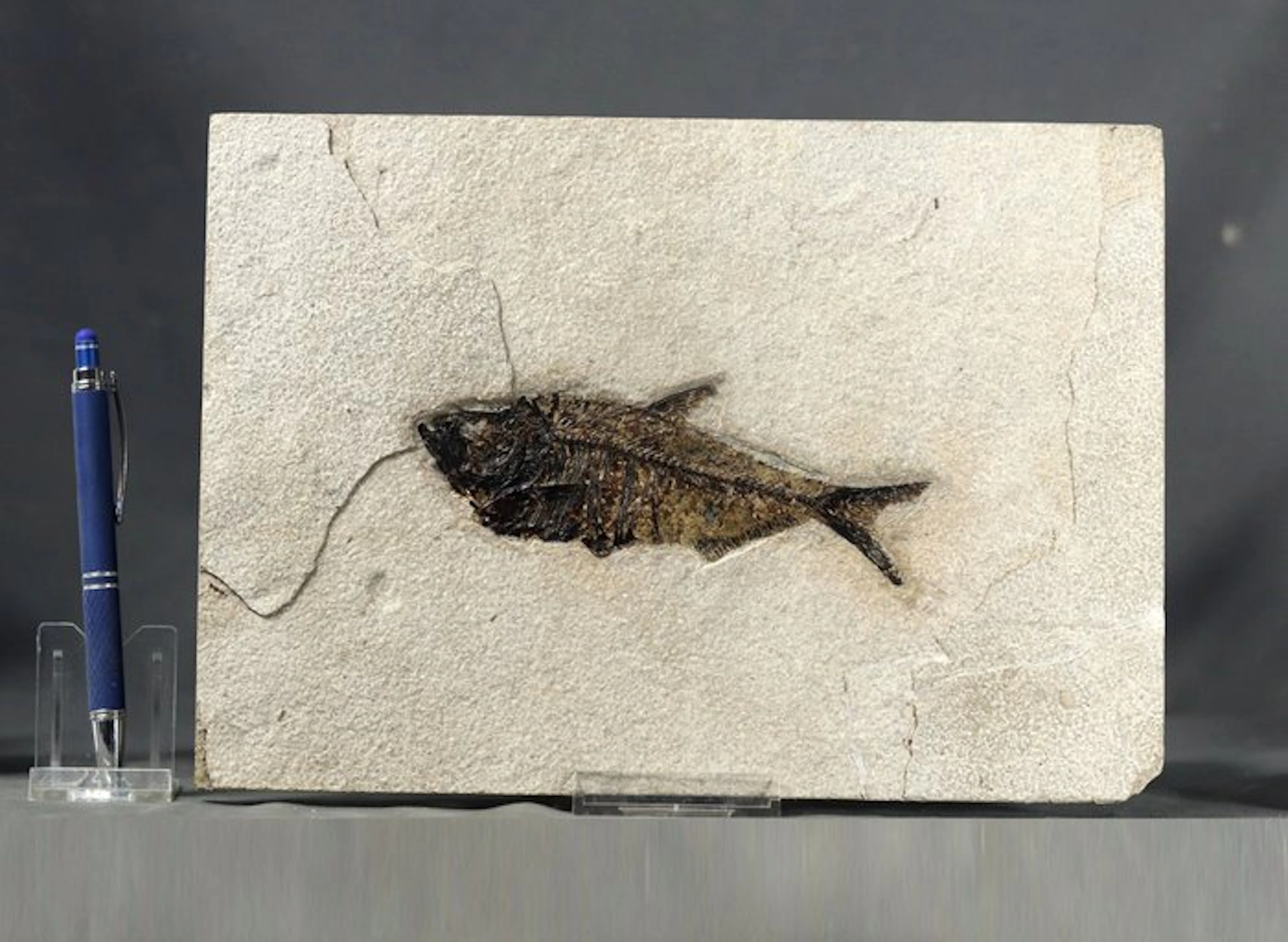 Outstanding Fossil fish ( 15 cm !!) - Good quality -...