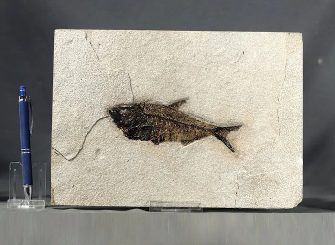 Outstanding Fossil fish ( 15 cm !!) - Good quality -...