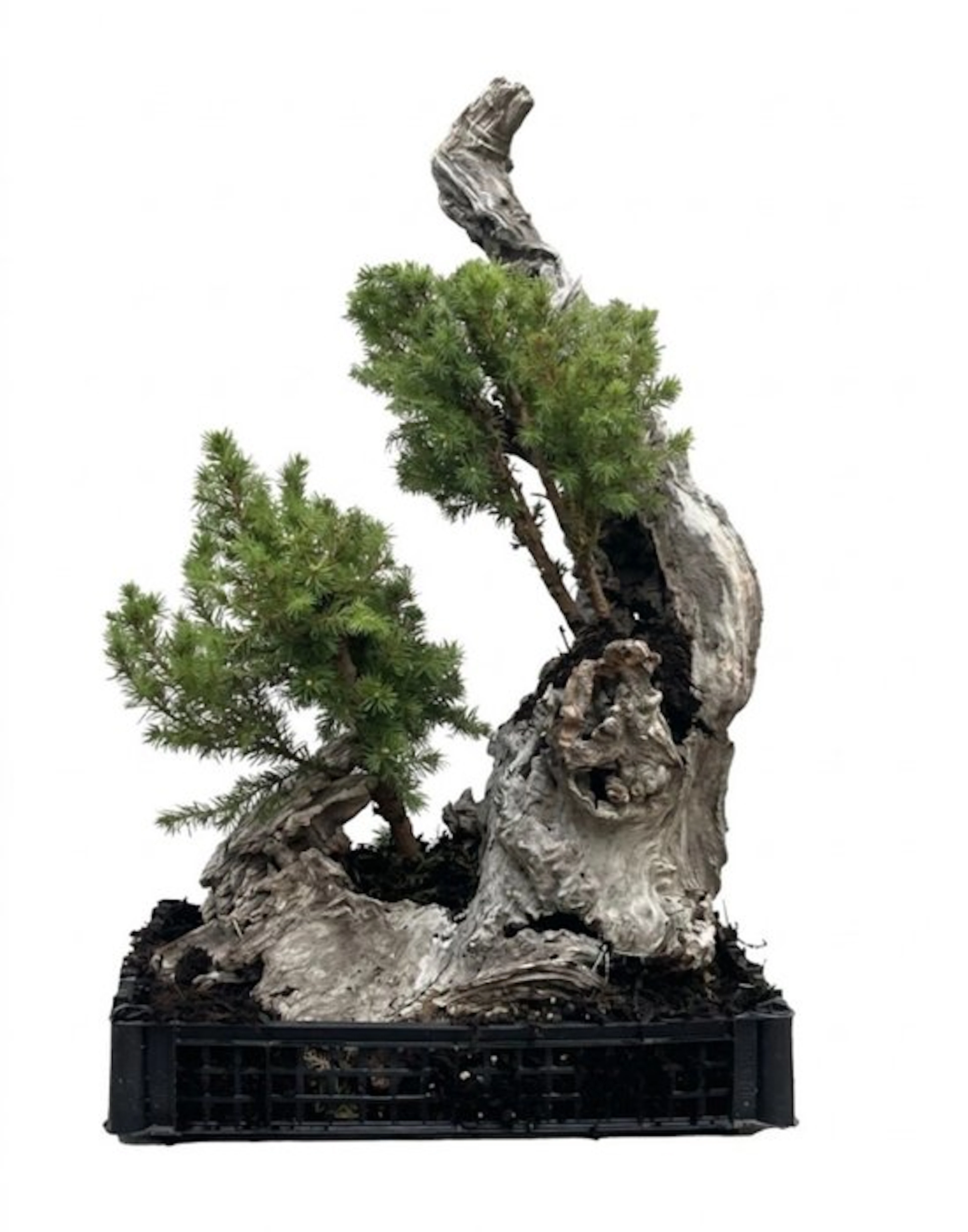 Juniper bonsai (Juniperus) - Height (Tree): 75 cm - Depth (Tree): 47 cm - Japan