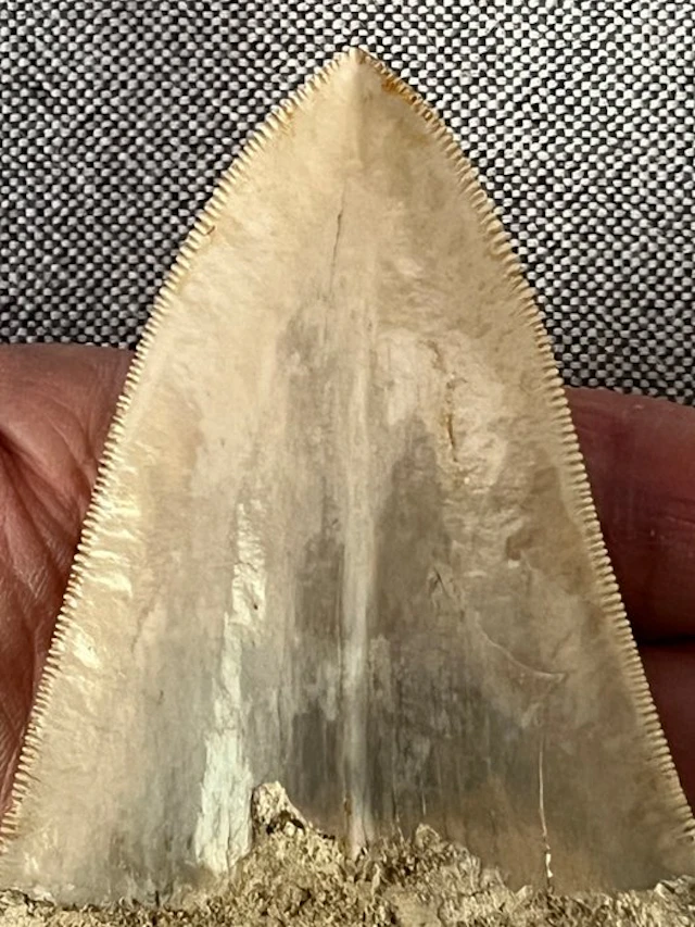 Megalodon tooth 12,8 cm - Fossil tooth - Carcharocles...