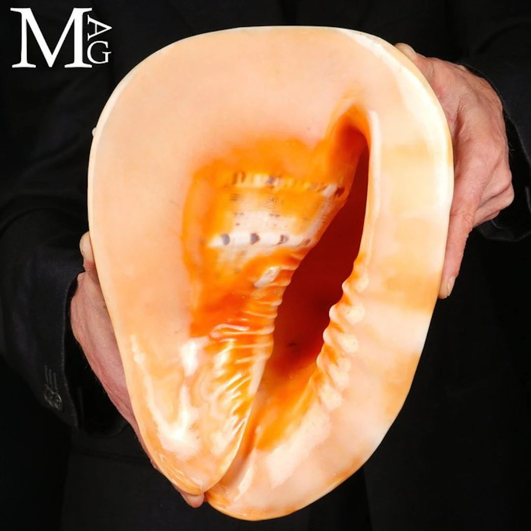 Giant Horned Helmet Shell from Madagascar - Cassis...