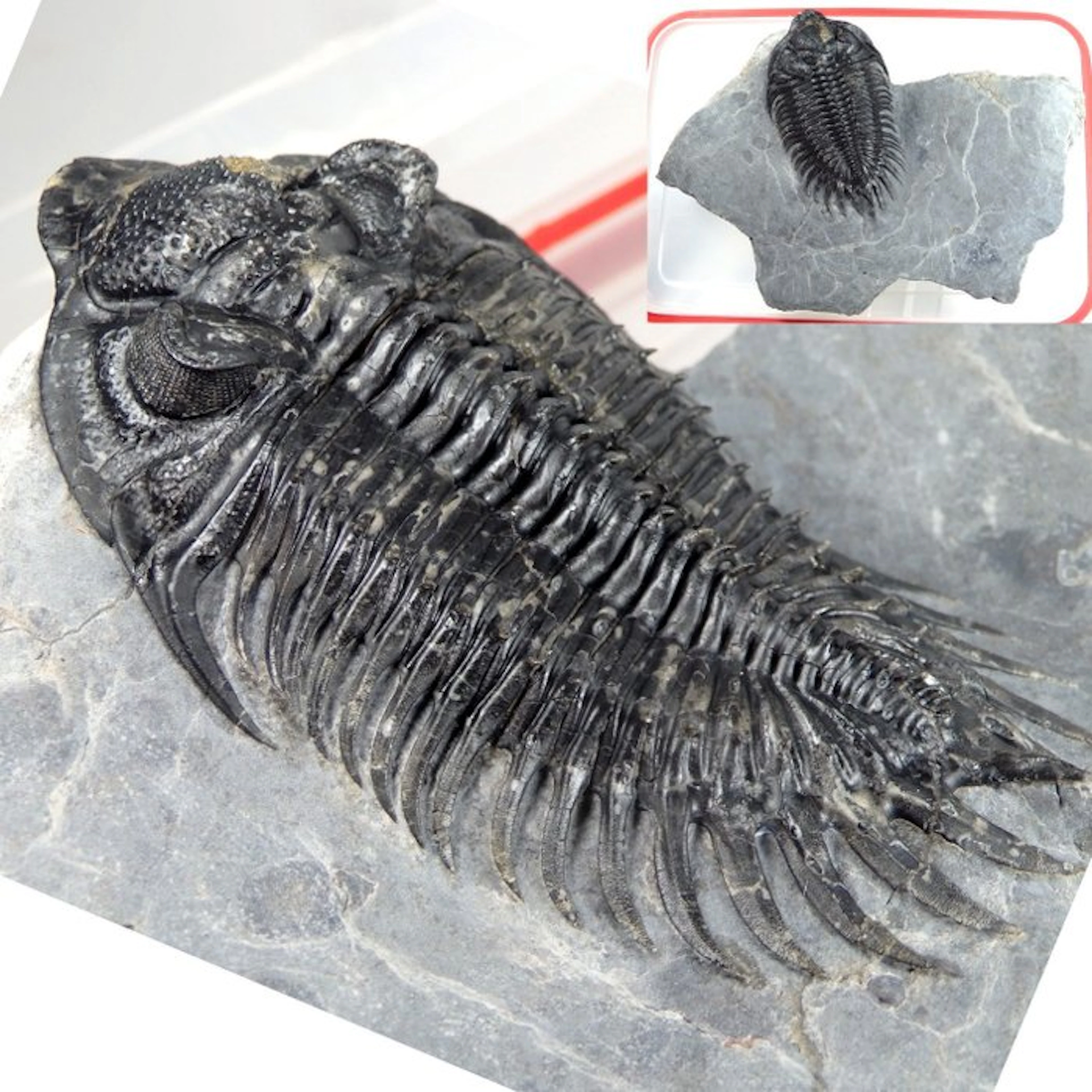 Spiny Trilobite - Fossil carapace - Saharops sp. - 170 cm - 58 cm