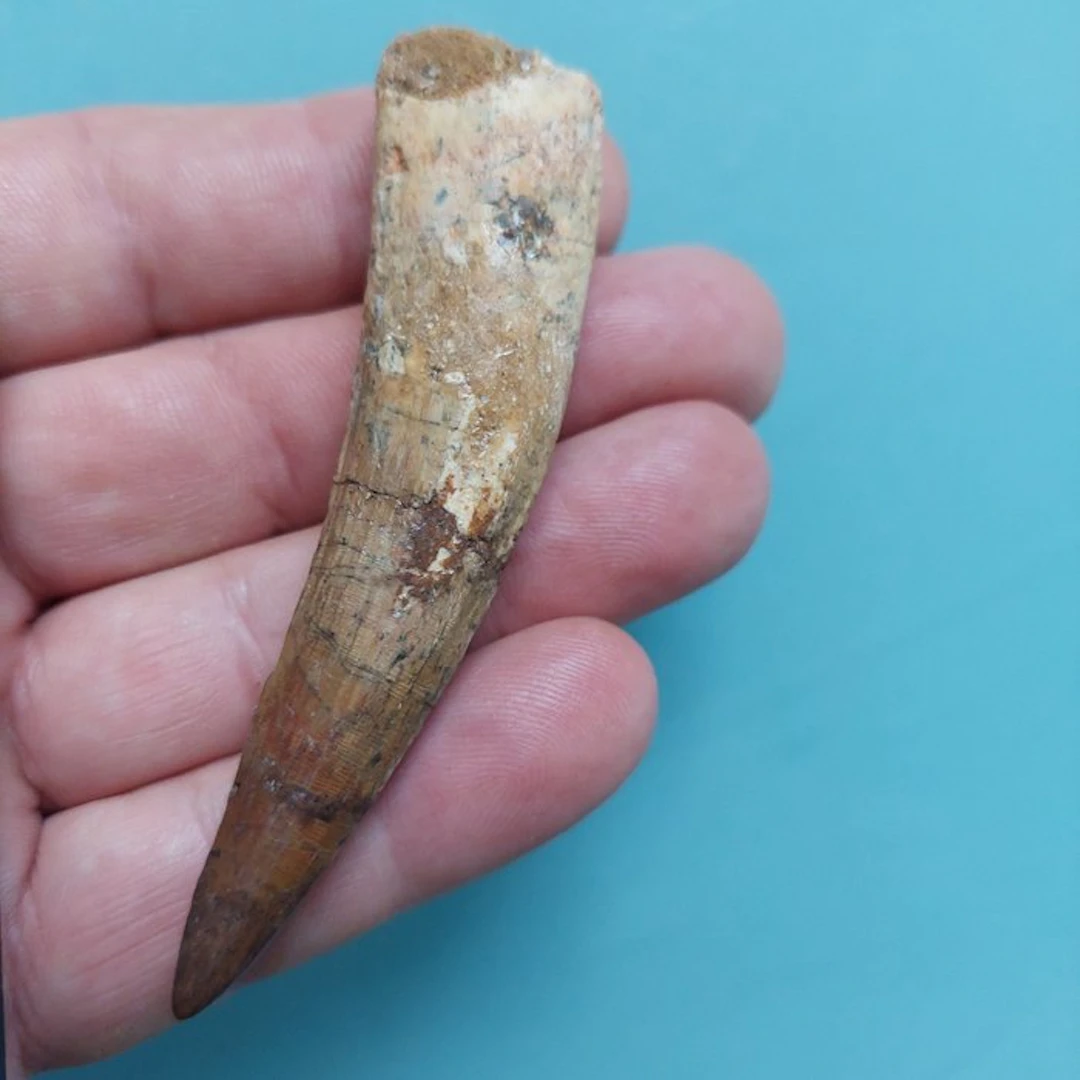 Spinosaur - Fossil tooth - 84 mm - 20 mm