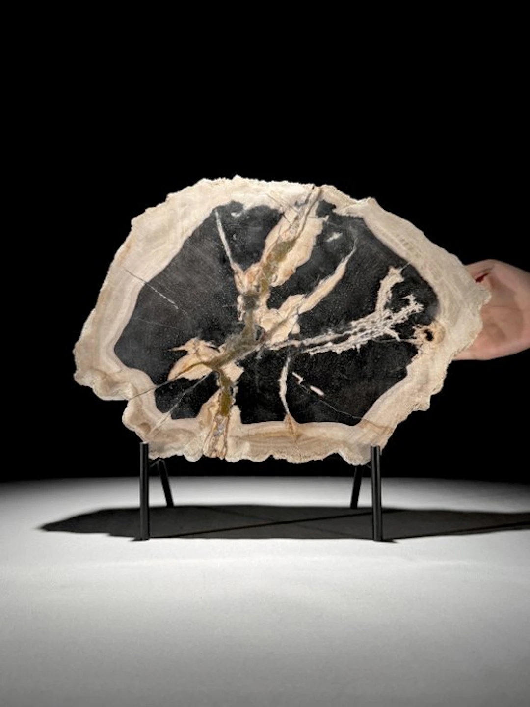 C-Stunning Large Slice of Petrified Wood on a custom...