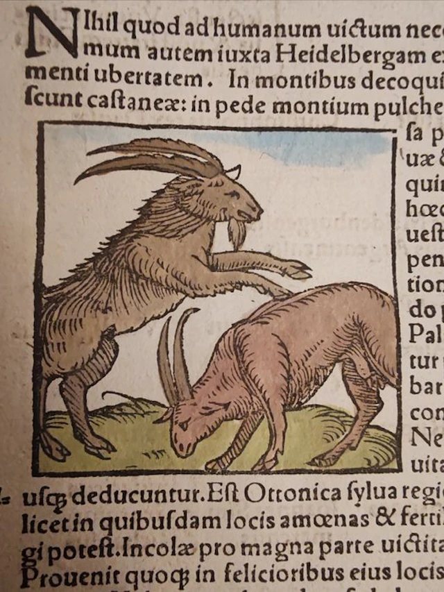 Sebastian Münster (1489–1552) - Cosmographia Universalis...