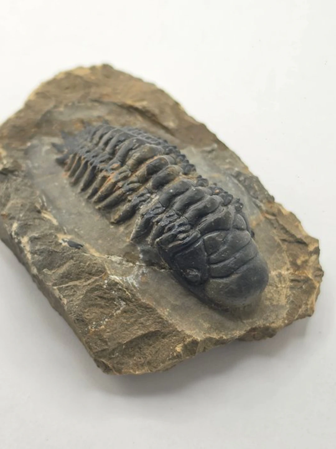 Trilobite - Fossilised animal - Crotacephalina Gibbosa...