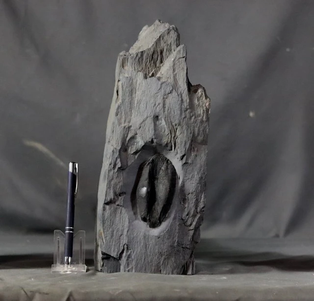 Huge trilobite