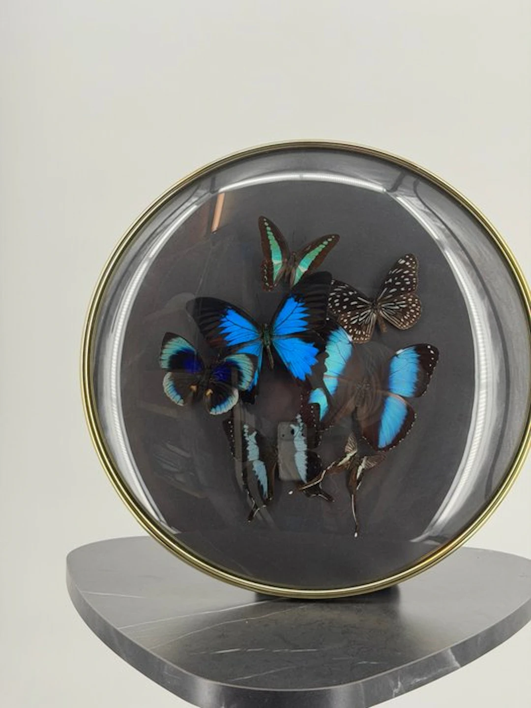 Morpho helenor (Multiple species) in spherical list...