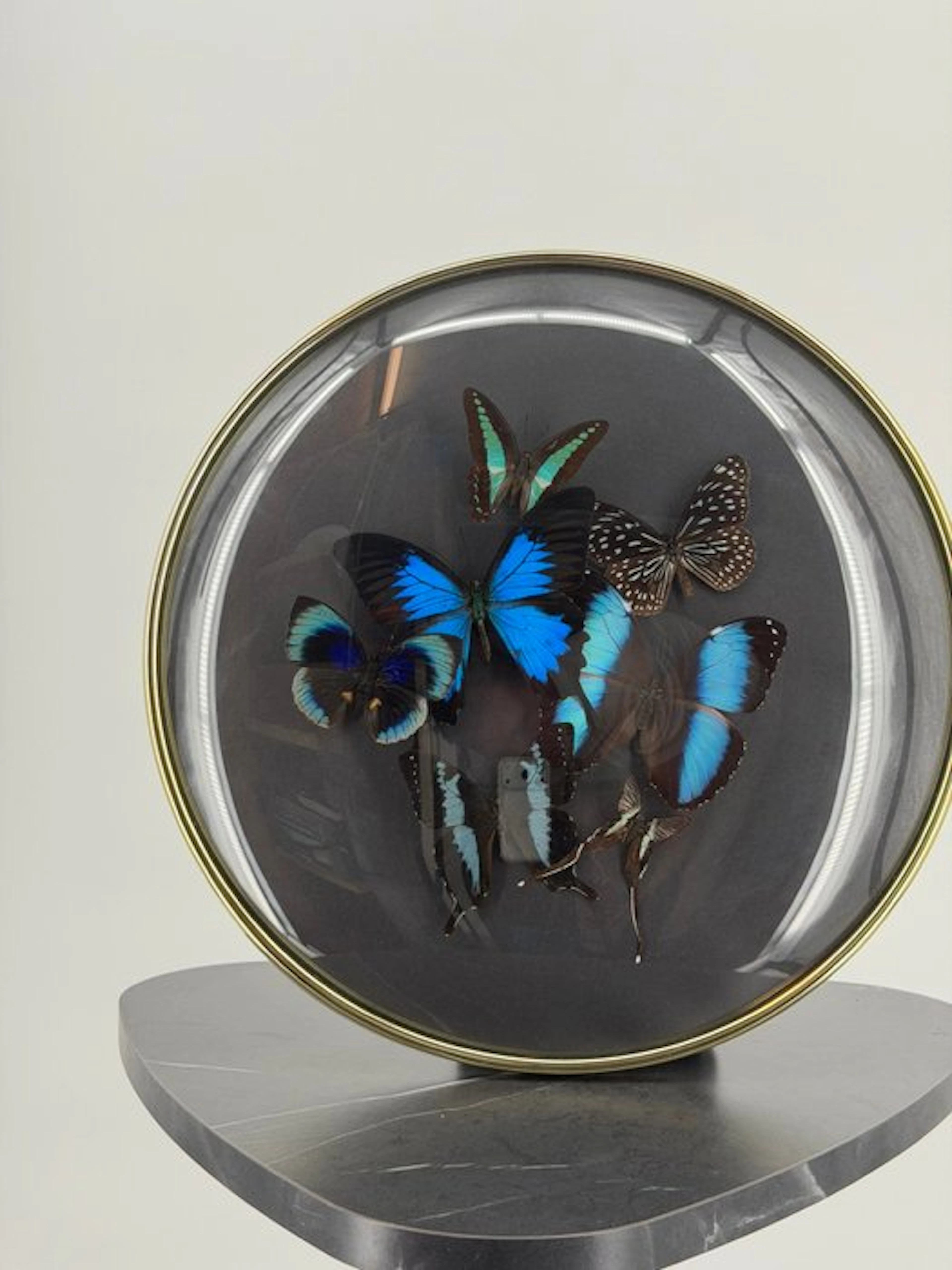 Morpho helenor (Multiple species) in spherical list...