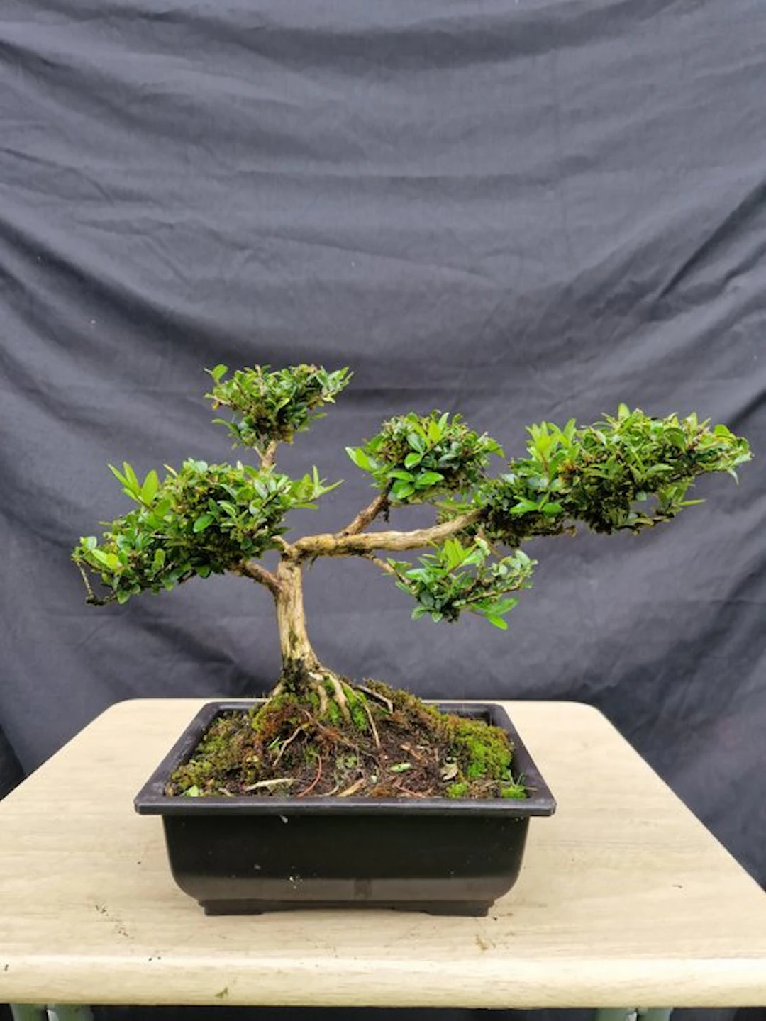 honeysuckle - Height (Tree): 23 cm - Depth (Tree): 36 cm - France