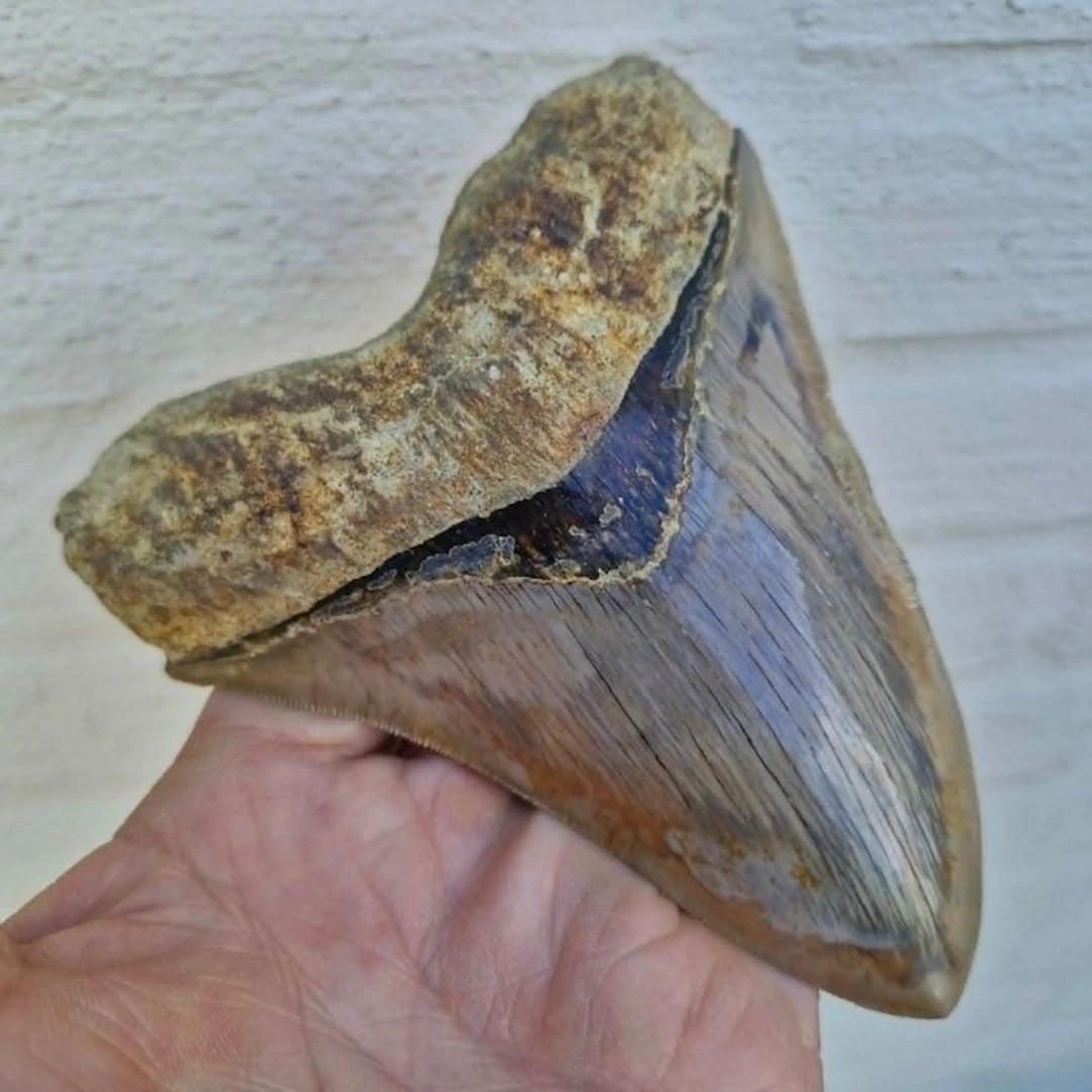 Big Megalodon Shark - Fossil tooth - megaselachus megalodon - 133 mm - 110 mm