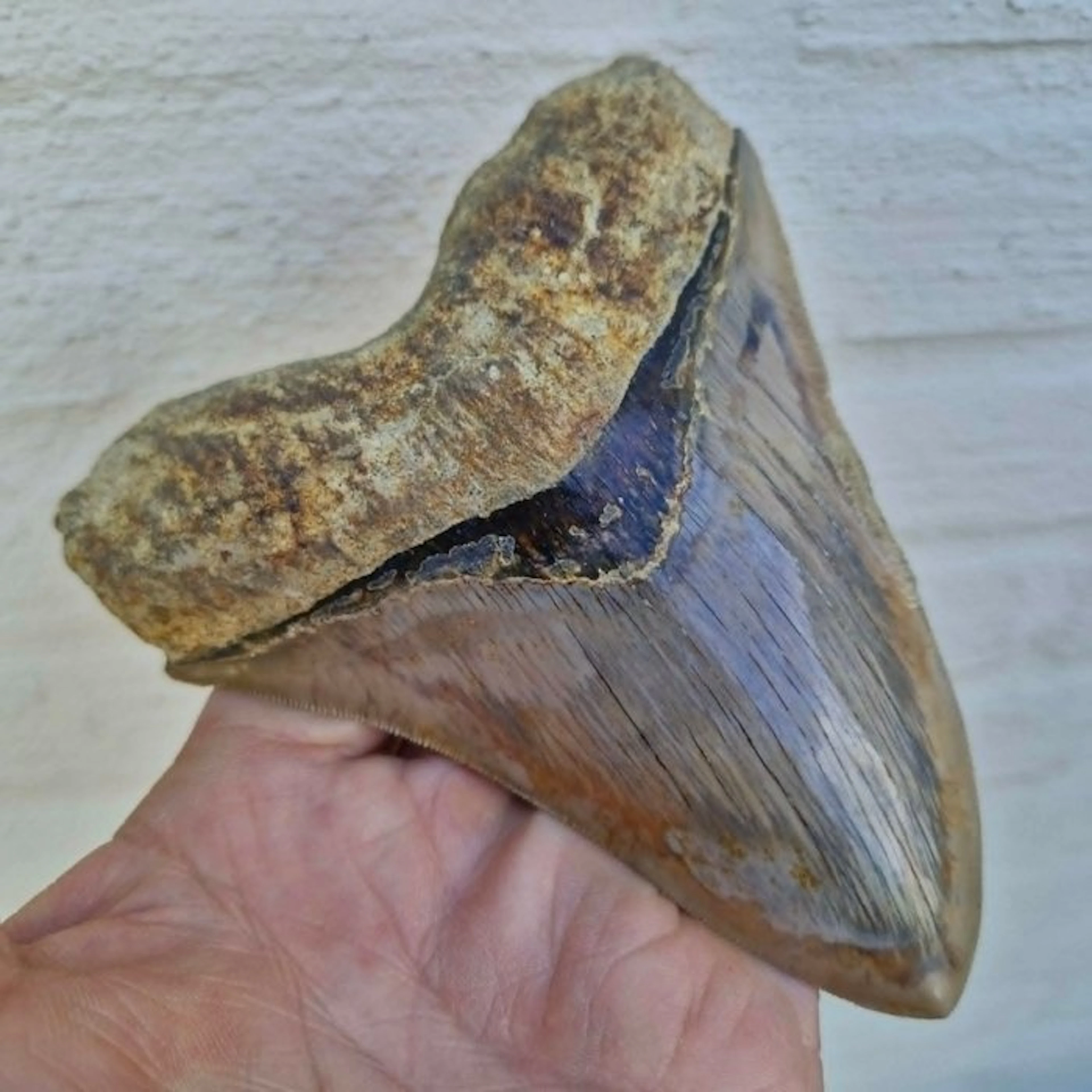 Big Megalodon Shark - Fossil tooth - megaselachus megalodon - 133 mm - 110 mm