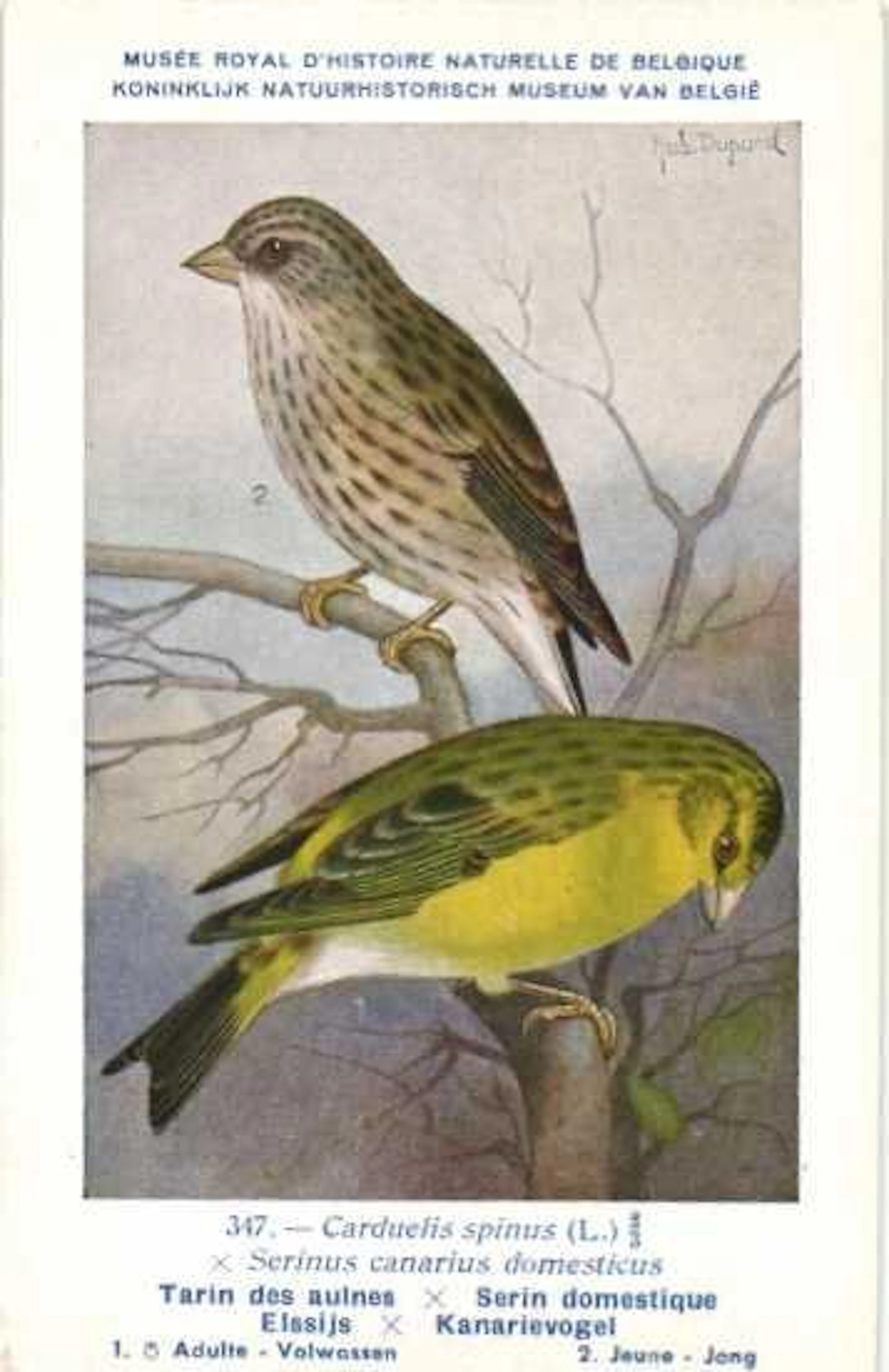 Birds - numbered between 2 and 347 - Postcard (119) - 1950-1950