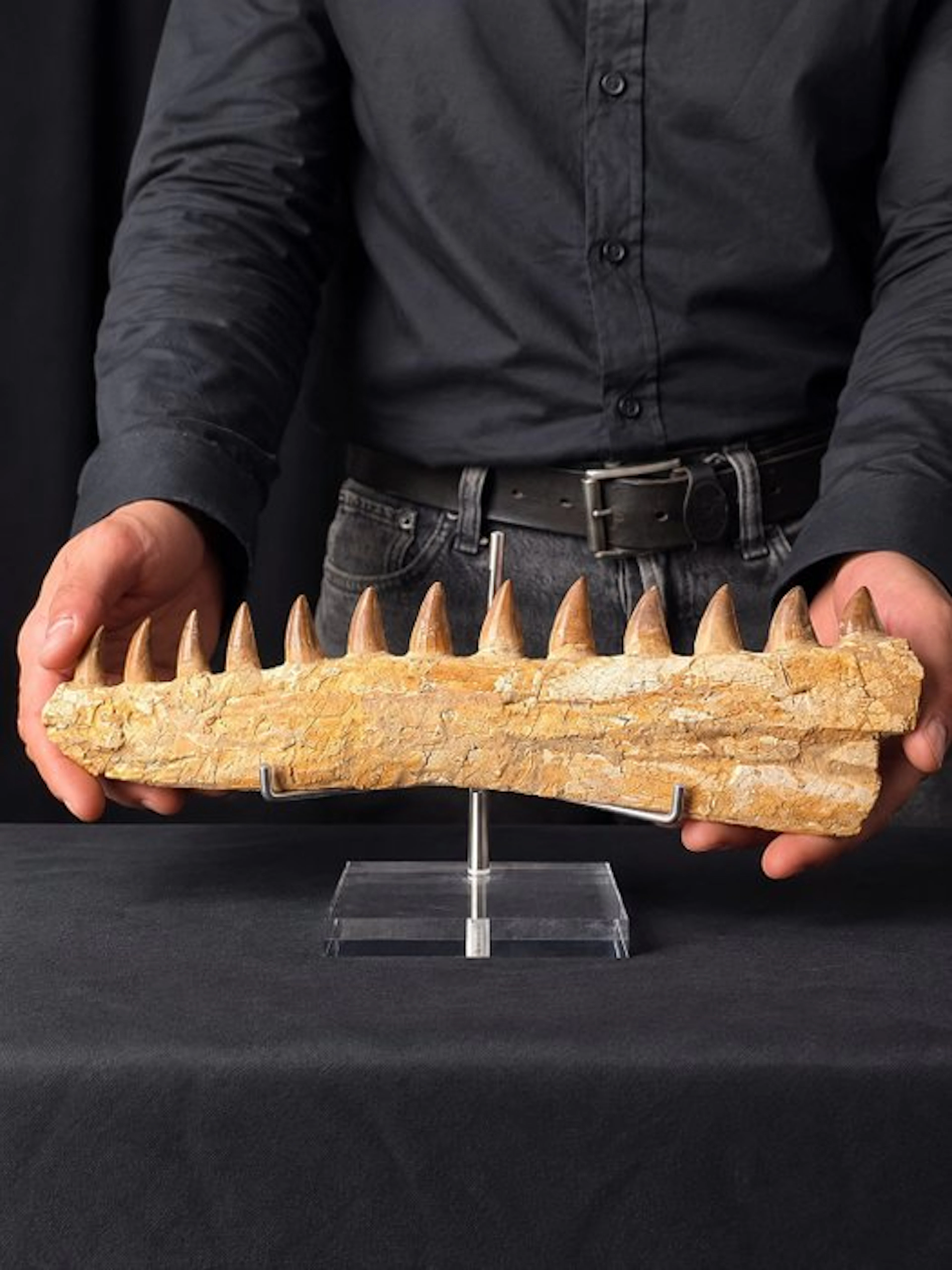 Mosasaur - Fossil tooth - Mosasaur jaw from Morocco
