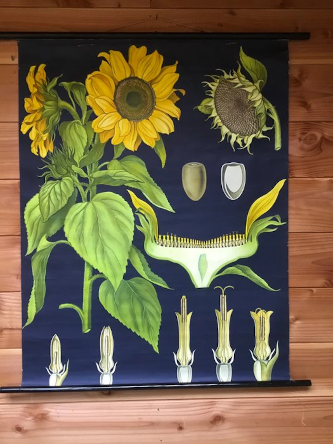 Hagemann - Old classroom chart with the Sunflower - Jung...