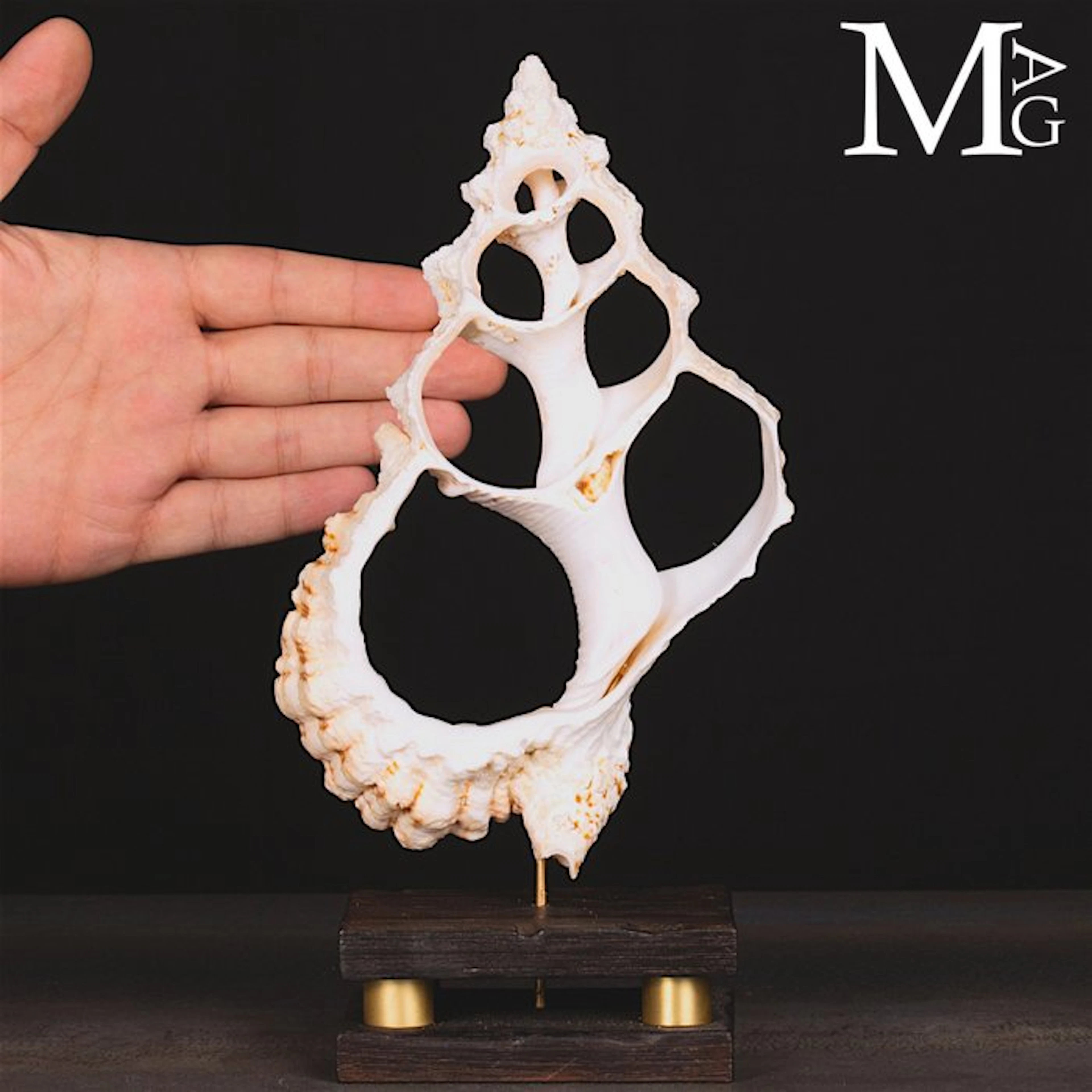 Fragment of Nature Transformed into Organic Sculpture...