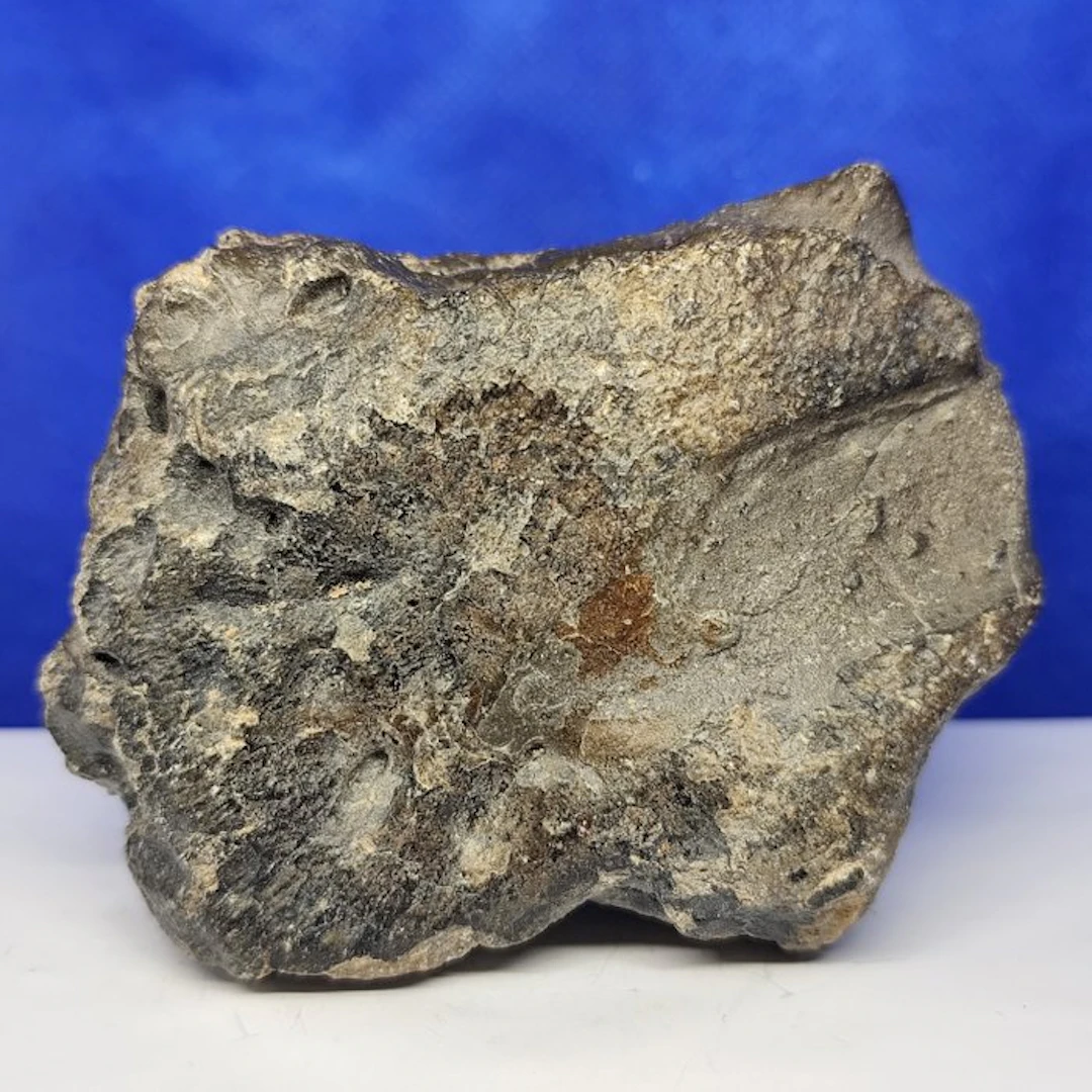 XL best quality "JIKHARRA 001" (Libya