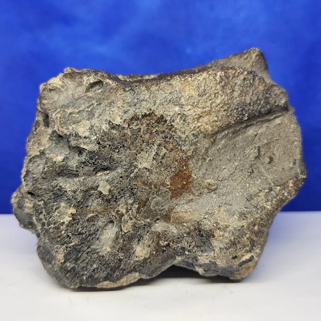 XL best quality "JIKHARRA 001" (Libya