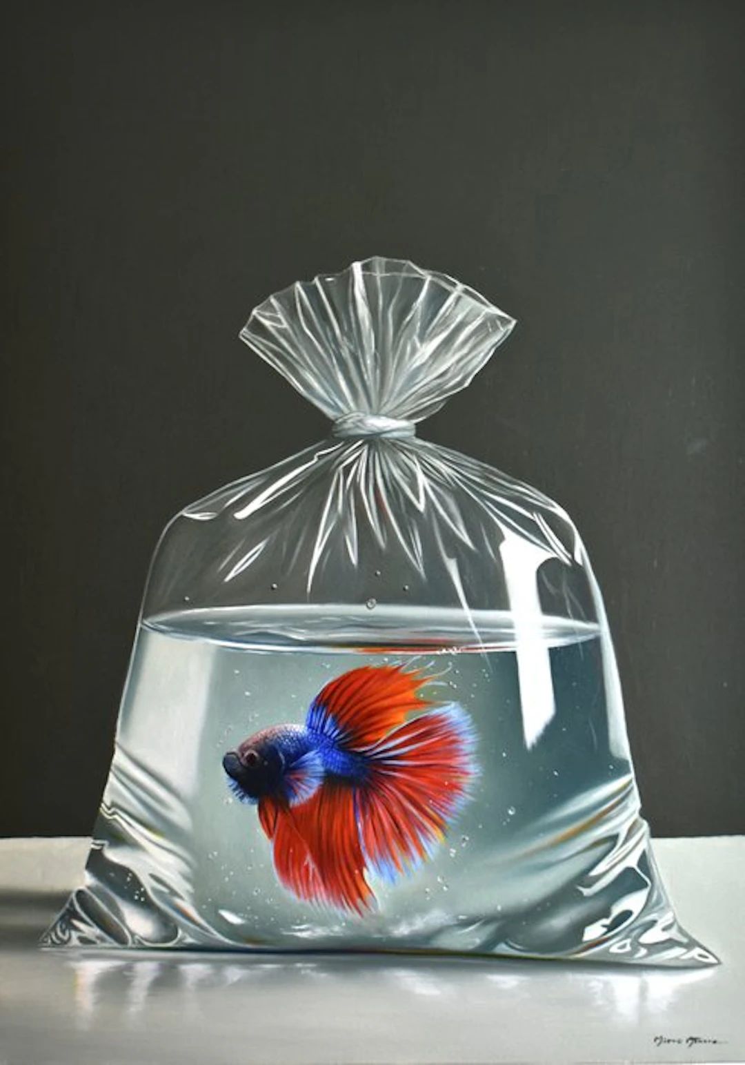 Marco Amore - Betta Splendens