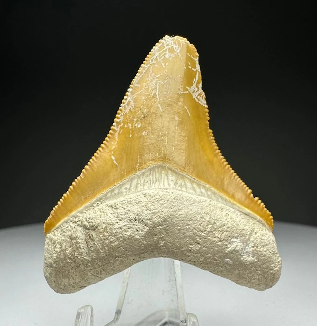 Megalodon - Fossil tooth - 4.7 cm - 4 cm