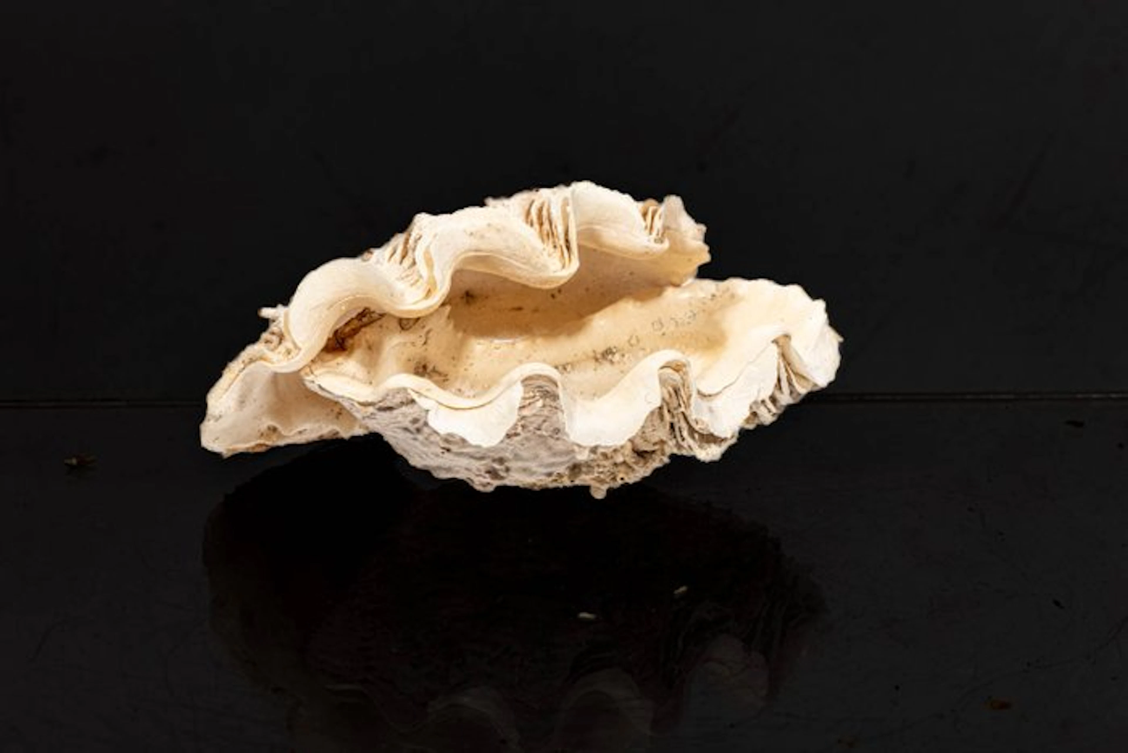 ***Collector's Snail*** Fluted Giant Clam┼ Taxidermy wall...