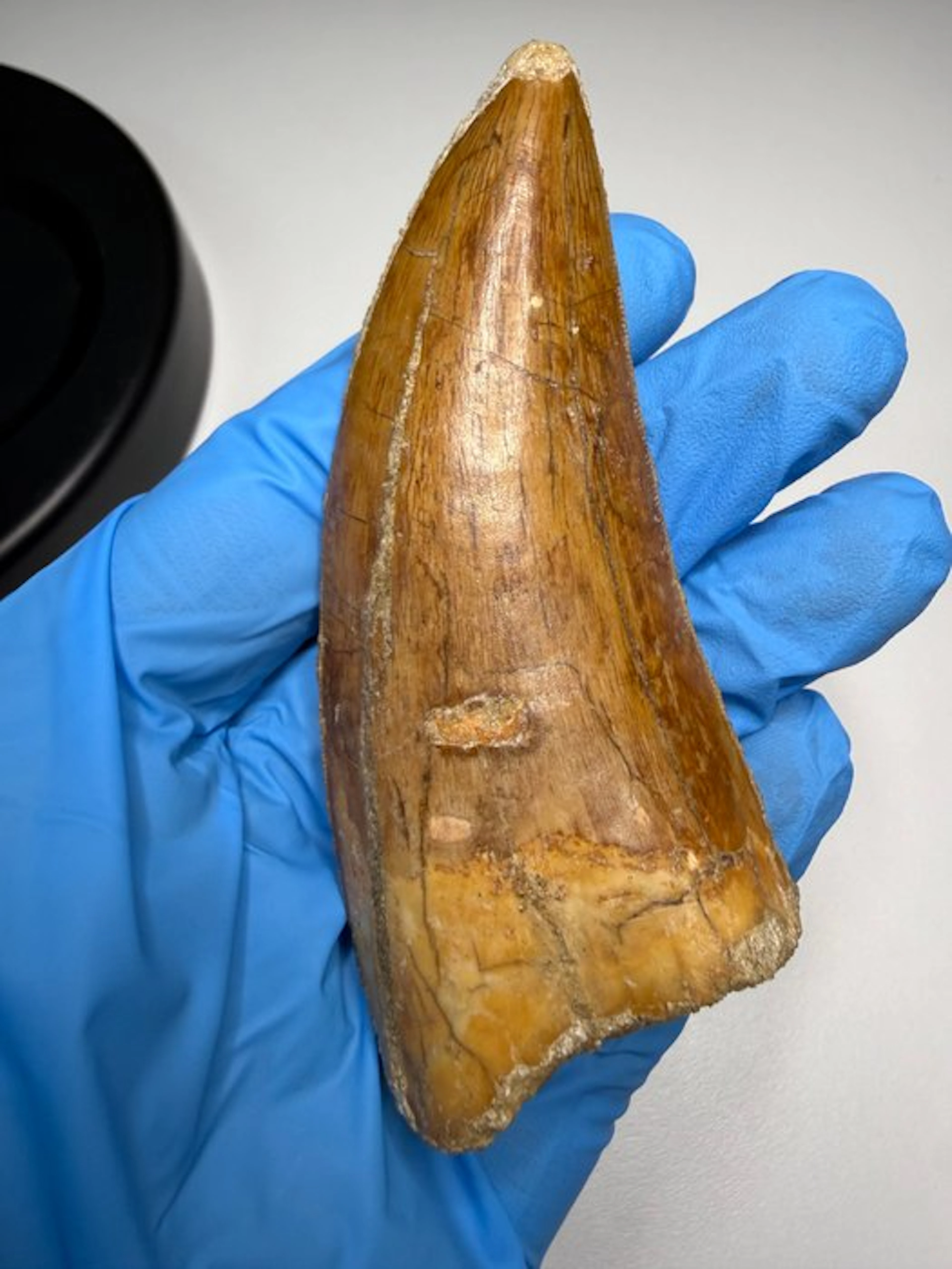 Carcharodontosaur - Fossil tooth - Carcharodontosaurus Saharicus - 10 cm