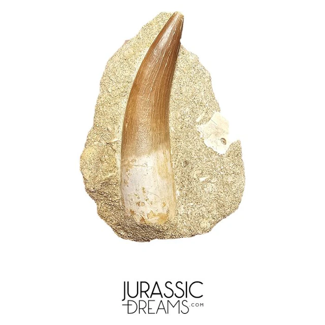 Large Zarafasaura oceanis (Elasmosaur) Tooth in Natural...