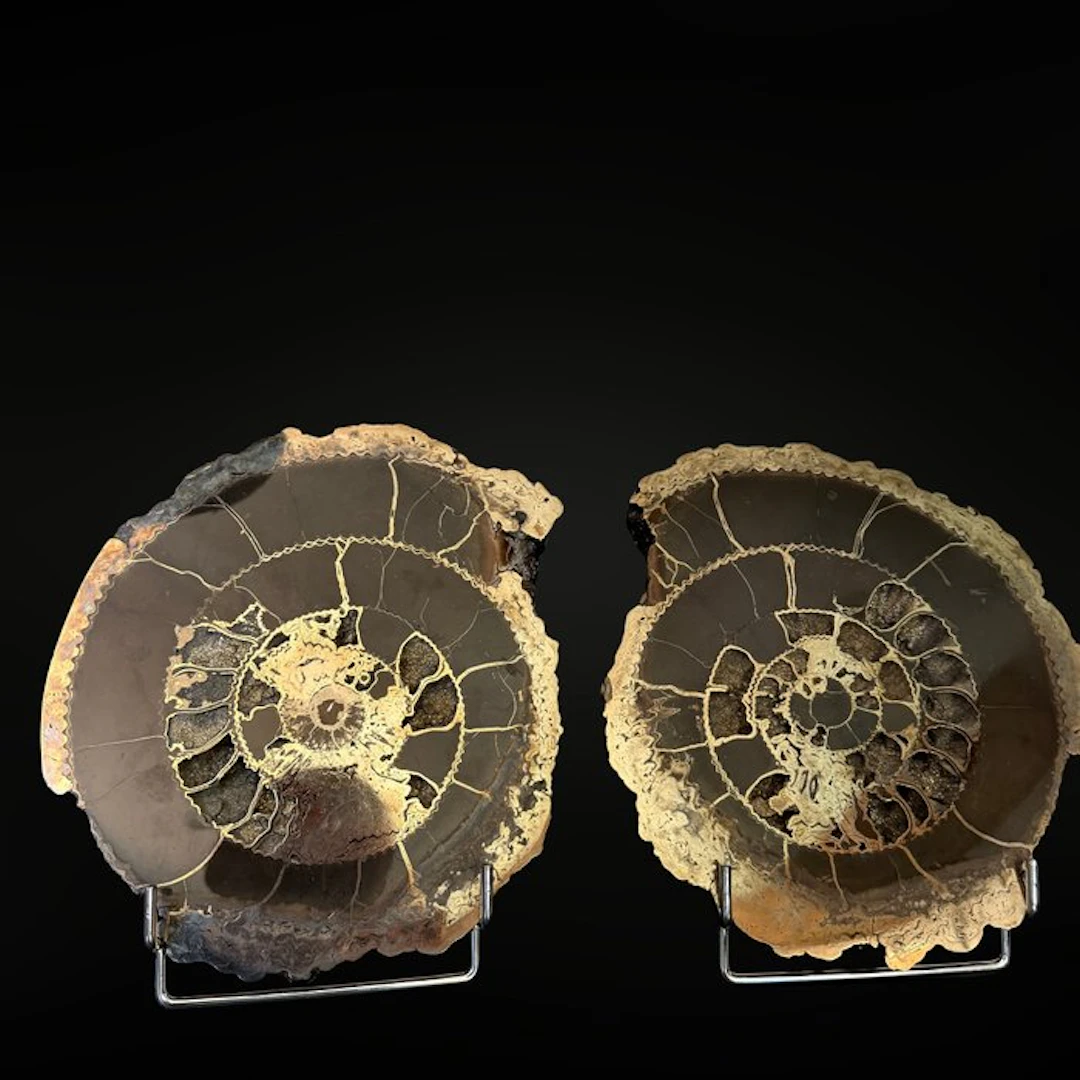 Rare specimen - Ammonite Speetoniceras versicolor...