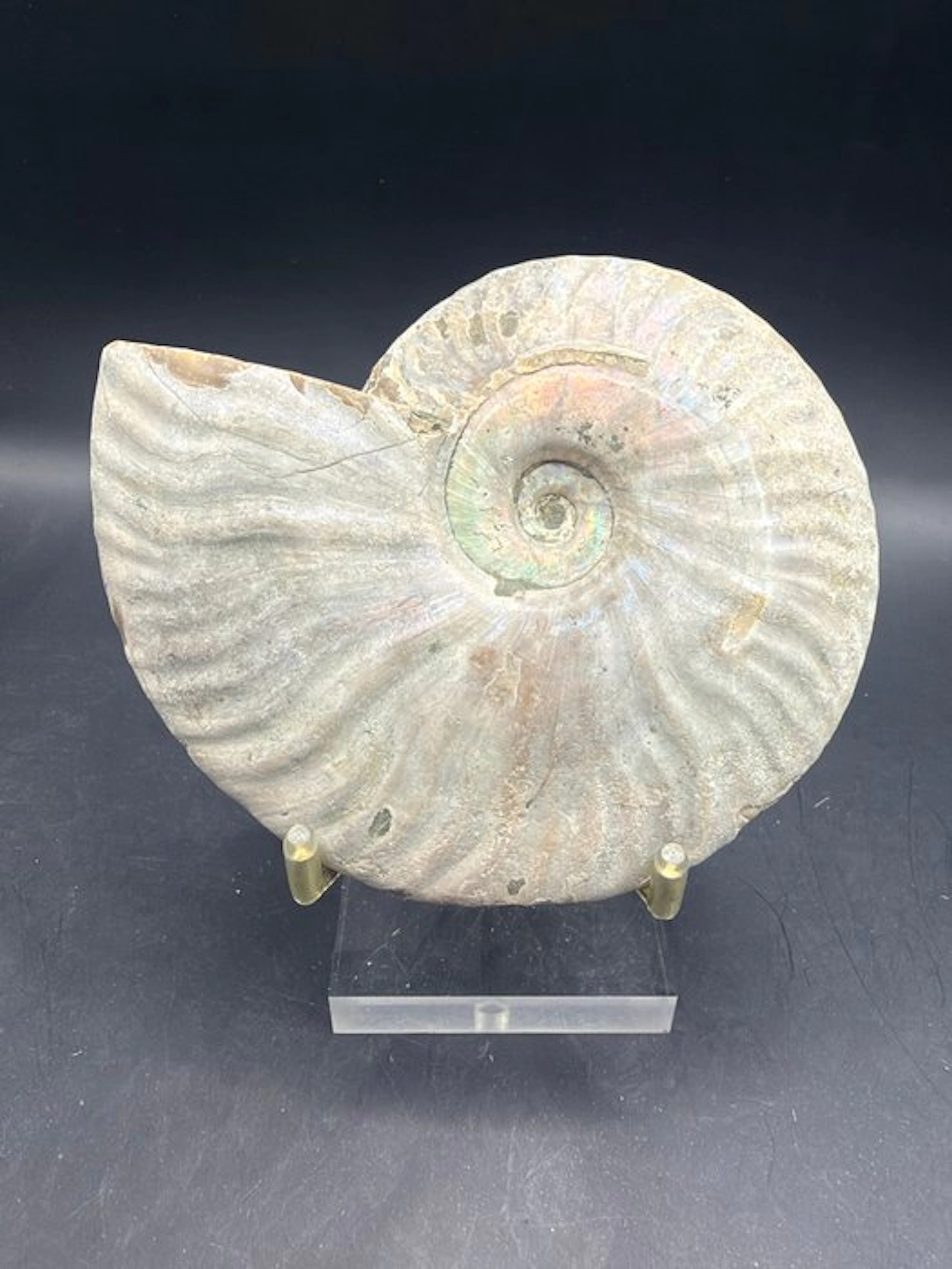 Ammonite - Fossilised animal - Cleoniceras - 11 cm (No reserve price)