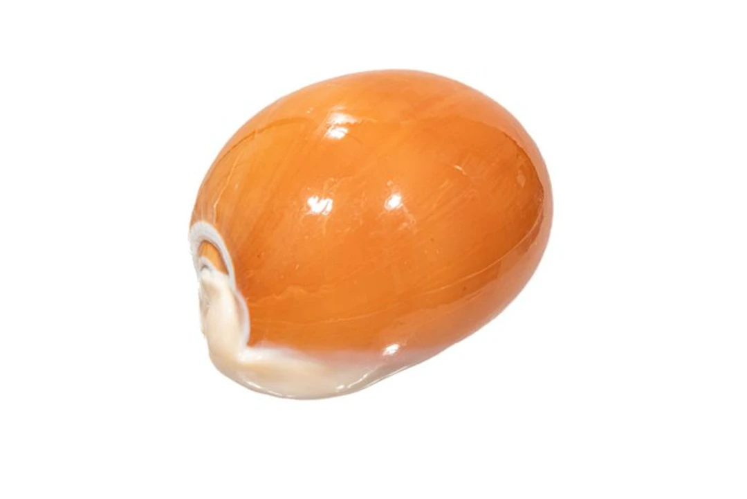 Golden Cowrie [ Collector's Item ] Taxidermy wall mount...