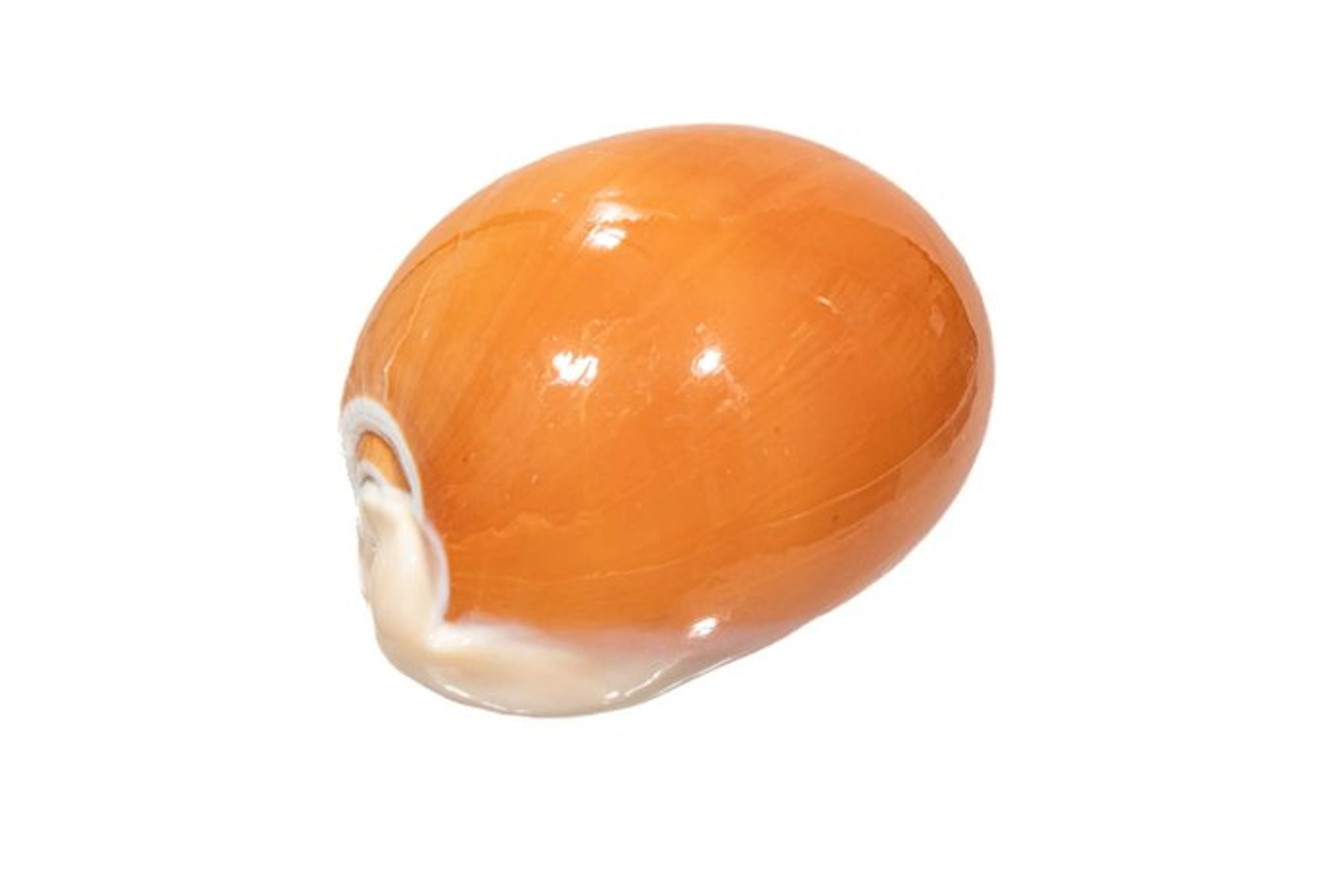 Golden Cowrie [ Collector's Item ] Taxidermy wall mount...