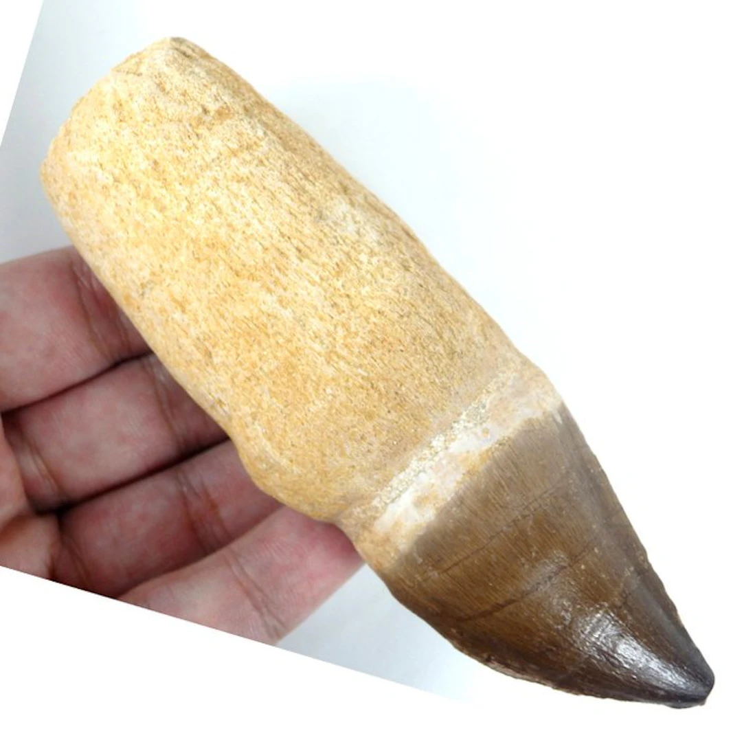 Mosasaur tooth - Big - Fossil tooth - Prognathodon...