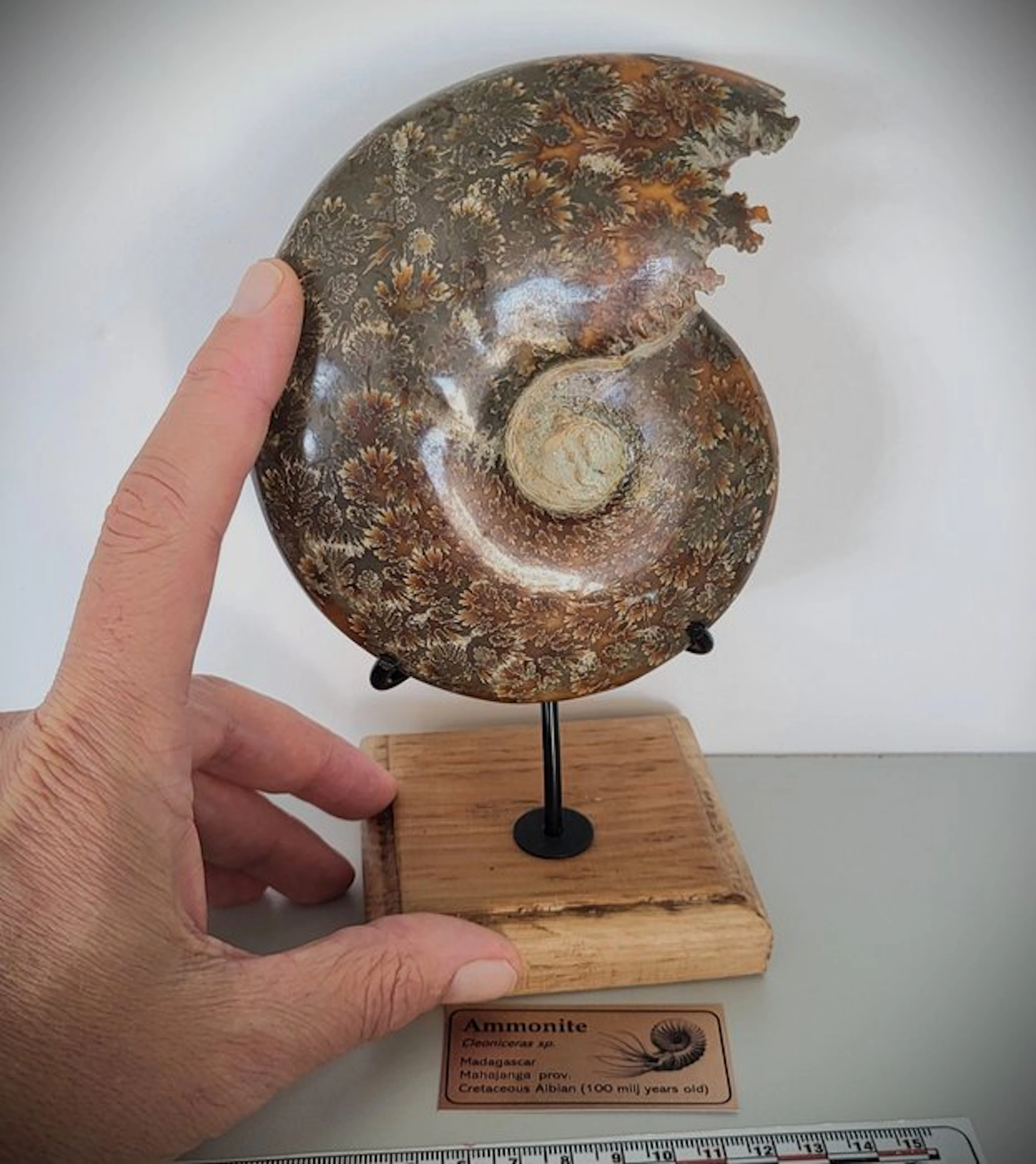 Fantastic polished Ammonite on handcrafted display...