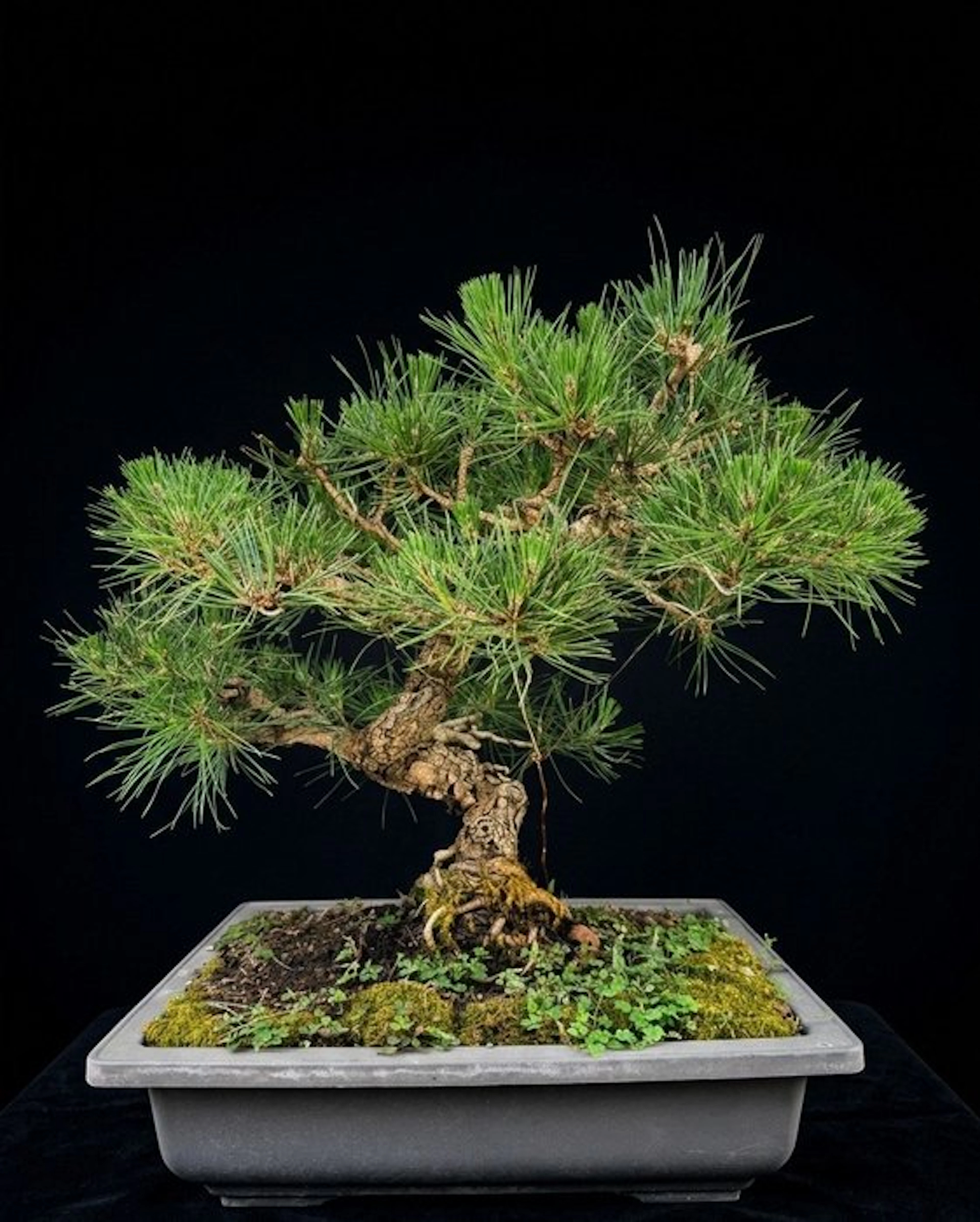 Thunberg's black pine - Height (Tree): 50 cm - Depth (Tree): 60 cm - Japan