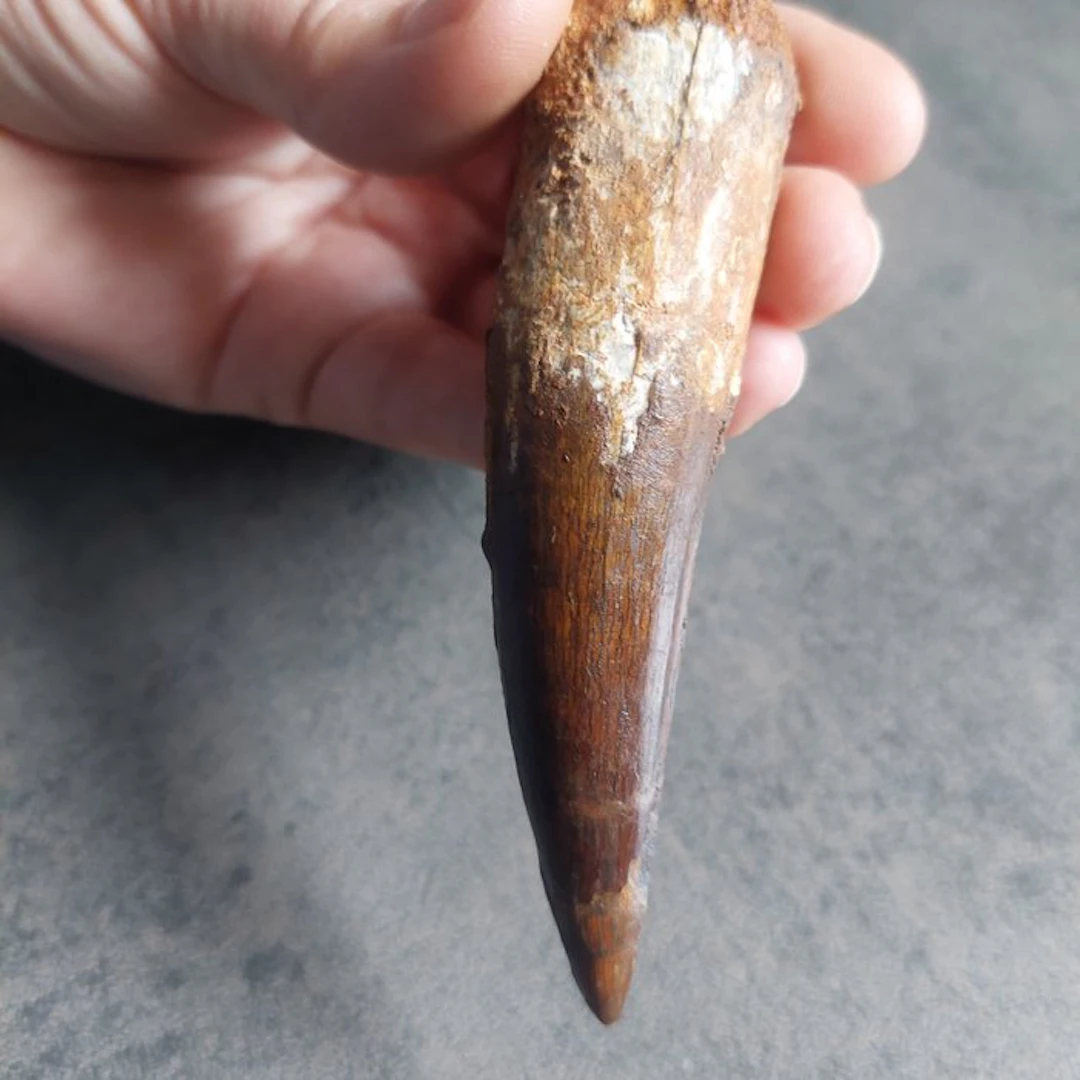 Spinosaur - Fossil tooth - Spinosaurus aegyptiacus - 110 mm - 25 mm