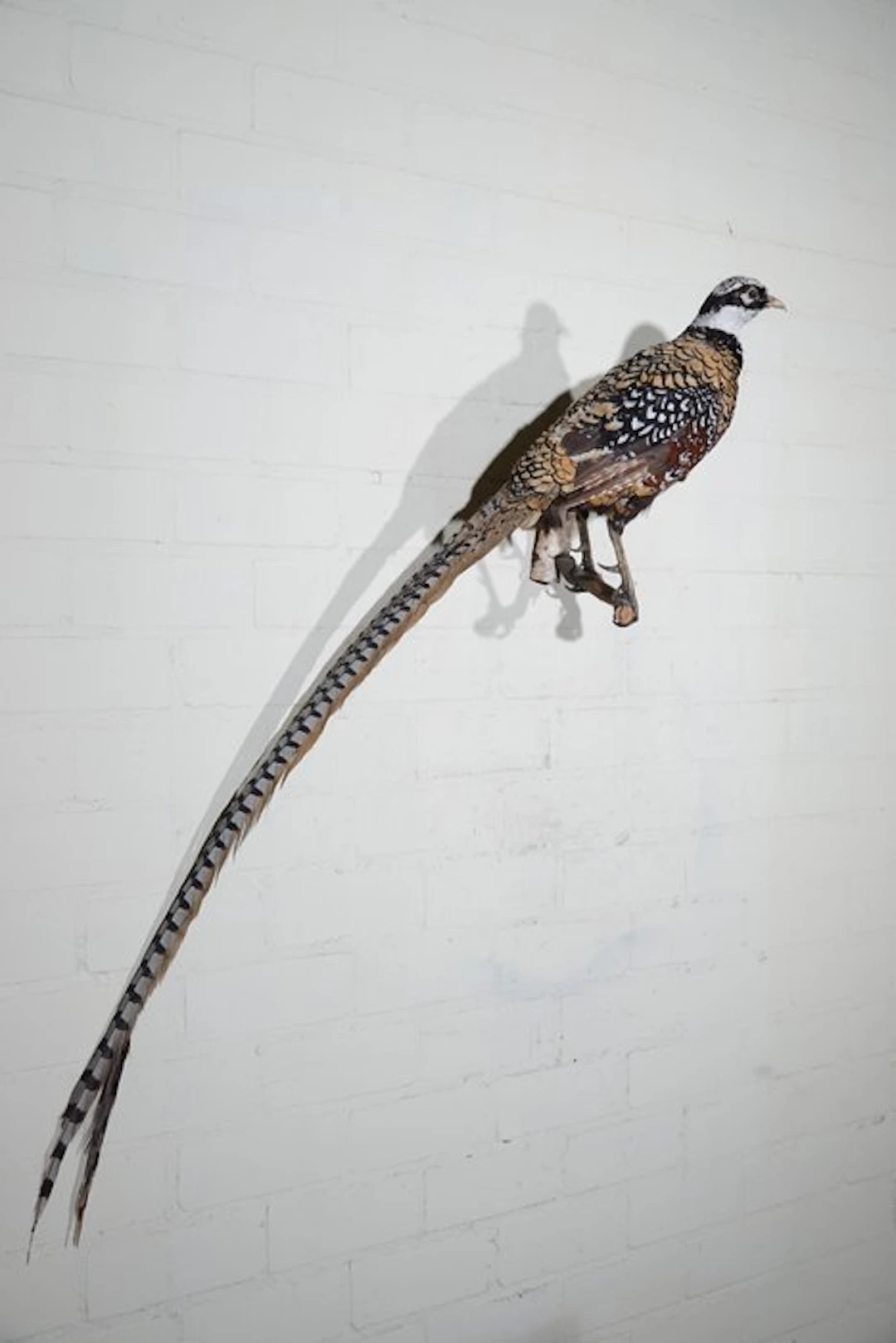 Reeve's Pheasant - Taxidermy full body mount - Syrmaticus...
