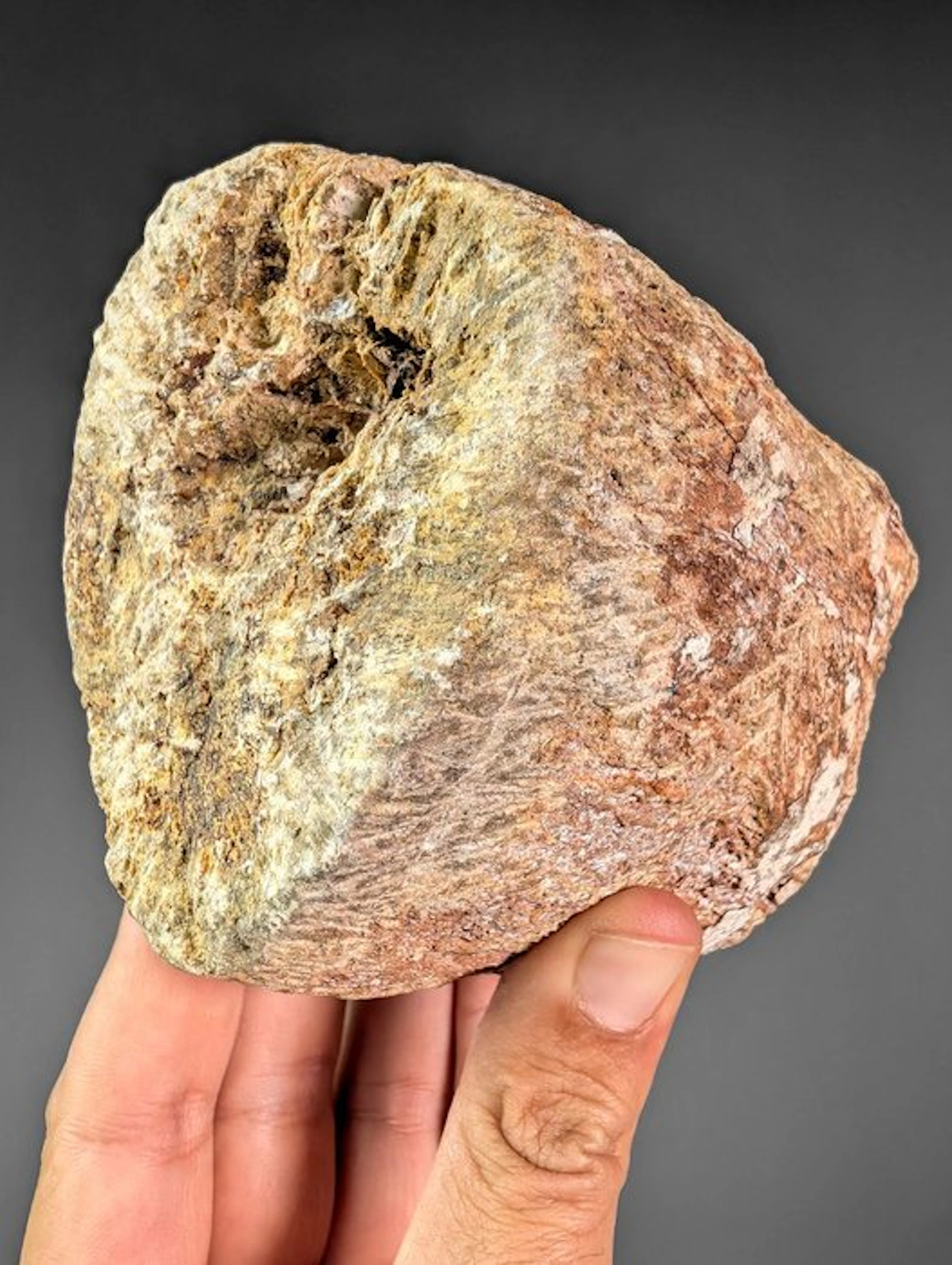 Large and Heavy Plesiosaur Vertebra Section - Fossil fragment - Plesiosauria sp