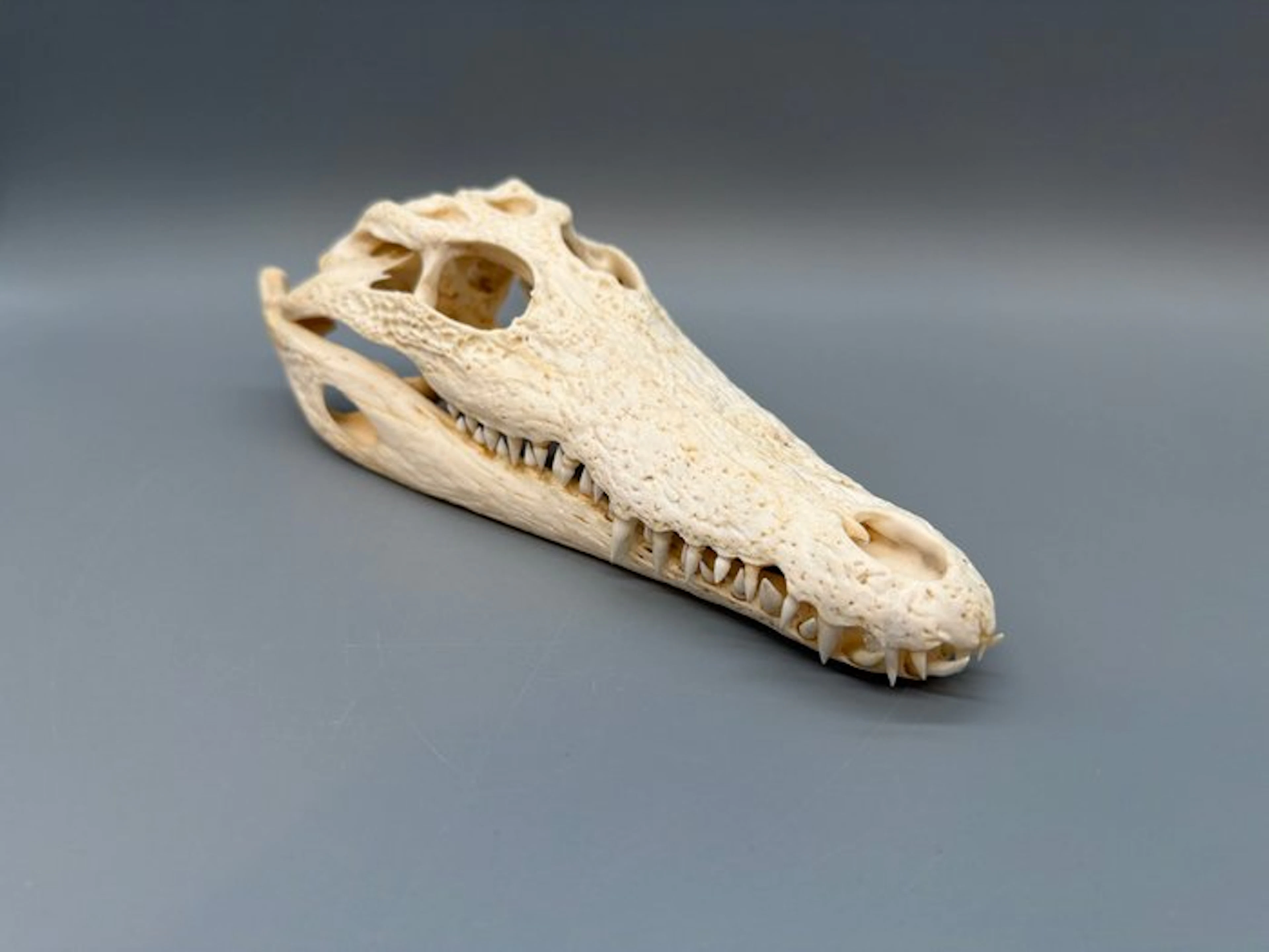 Nile Crocodile Skull - Crocodylus niloticus - 6 cm - 10...