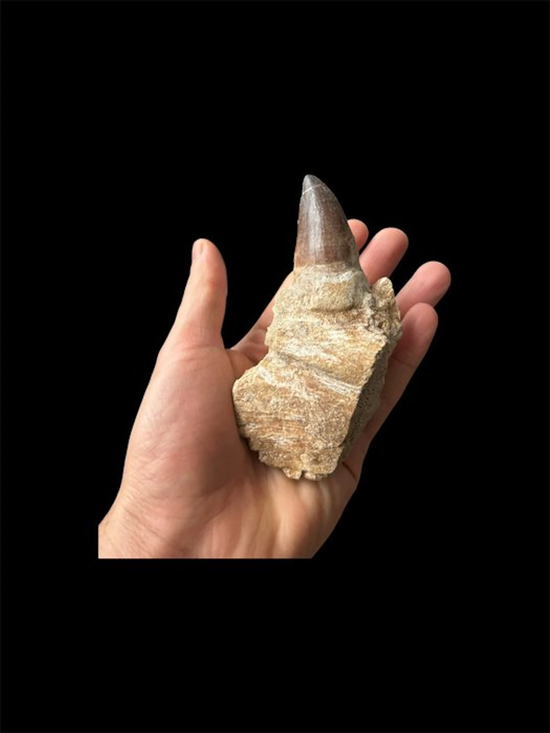Mosasaur - Fossil tooth - 12.5 cm (No reserve price)