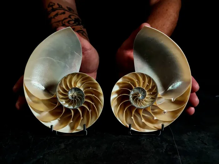 Pearl Nautilus in cross-section Taxidermy full body mount...