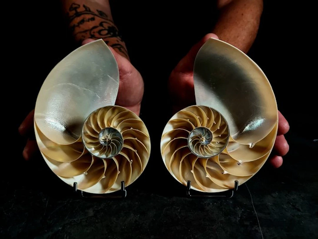 Pearl Nautilus in cross-section Taxidermy full body mount...