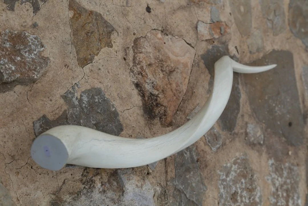 Kudu Horns - Tragelaphus Strepsiceros - 15 cm - 10 cm - 70 cm - (1)