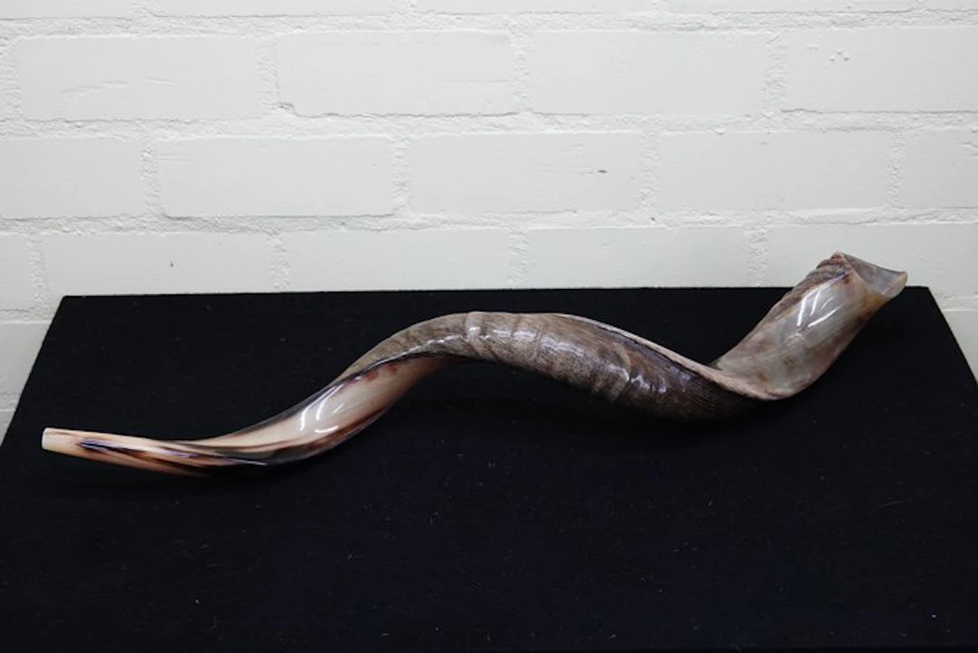 Kudu horn shofar Skull - Tragelaphus strepsiceros - 5 cm...