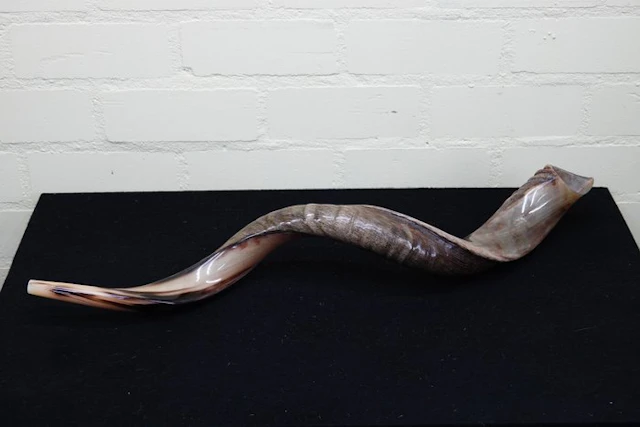 Kudu horn shofar Skull - Tragelaphus strepsiceros - 5 cm...