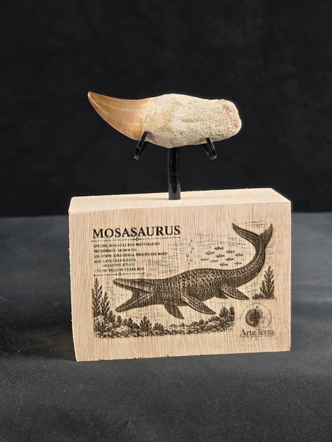 Mosasaur - Fossil tooth - Mosasaur tooth on a custom base (No reserve price)